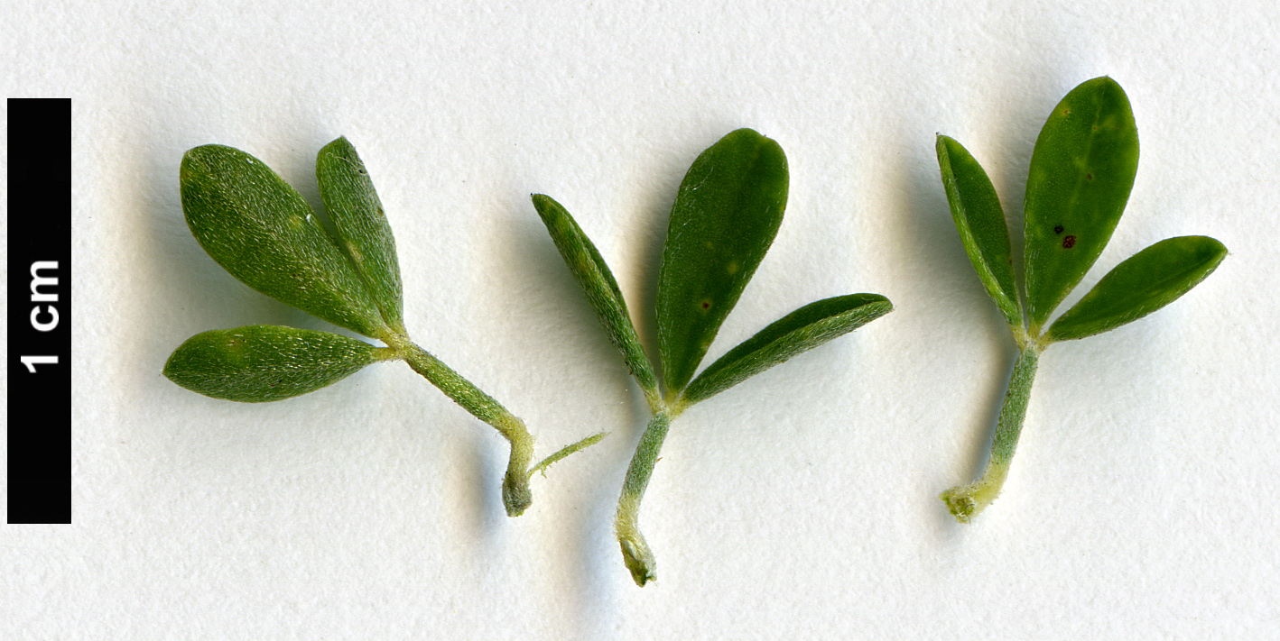 High resolution image: Family: Fabaceae - Genus: Calicotome - Taxon: villosa High resolution image: Family: Fabaceae - Genus: Calicotome - Taxon: villosa