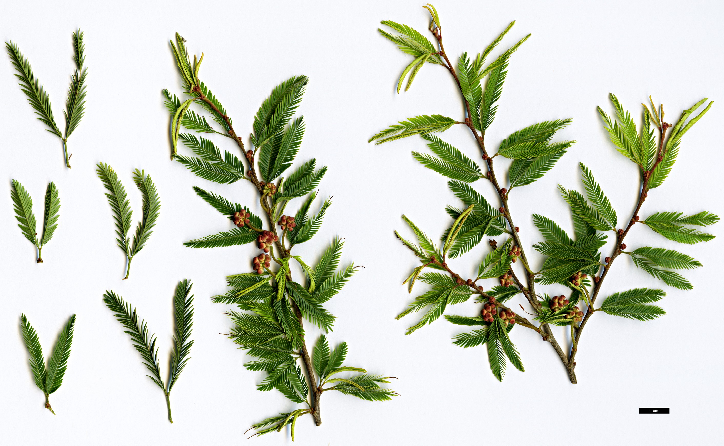 High resolution image: Family: Fabaceae - Genus: Calliandra - Taxon: selloi
