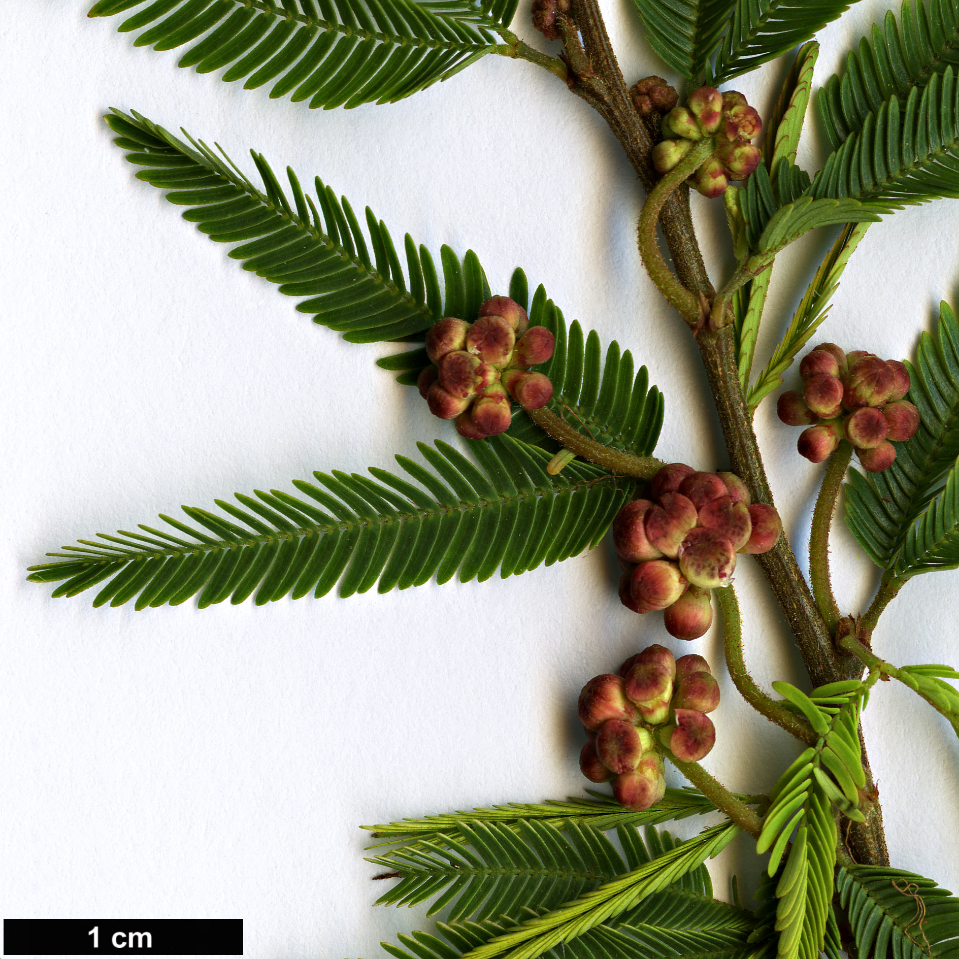 High resolution image: Family: Fabaceae - Genus: Calliandra - Taxon: selloi