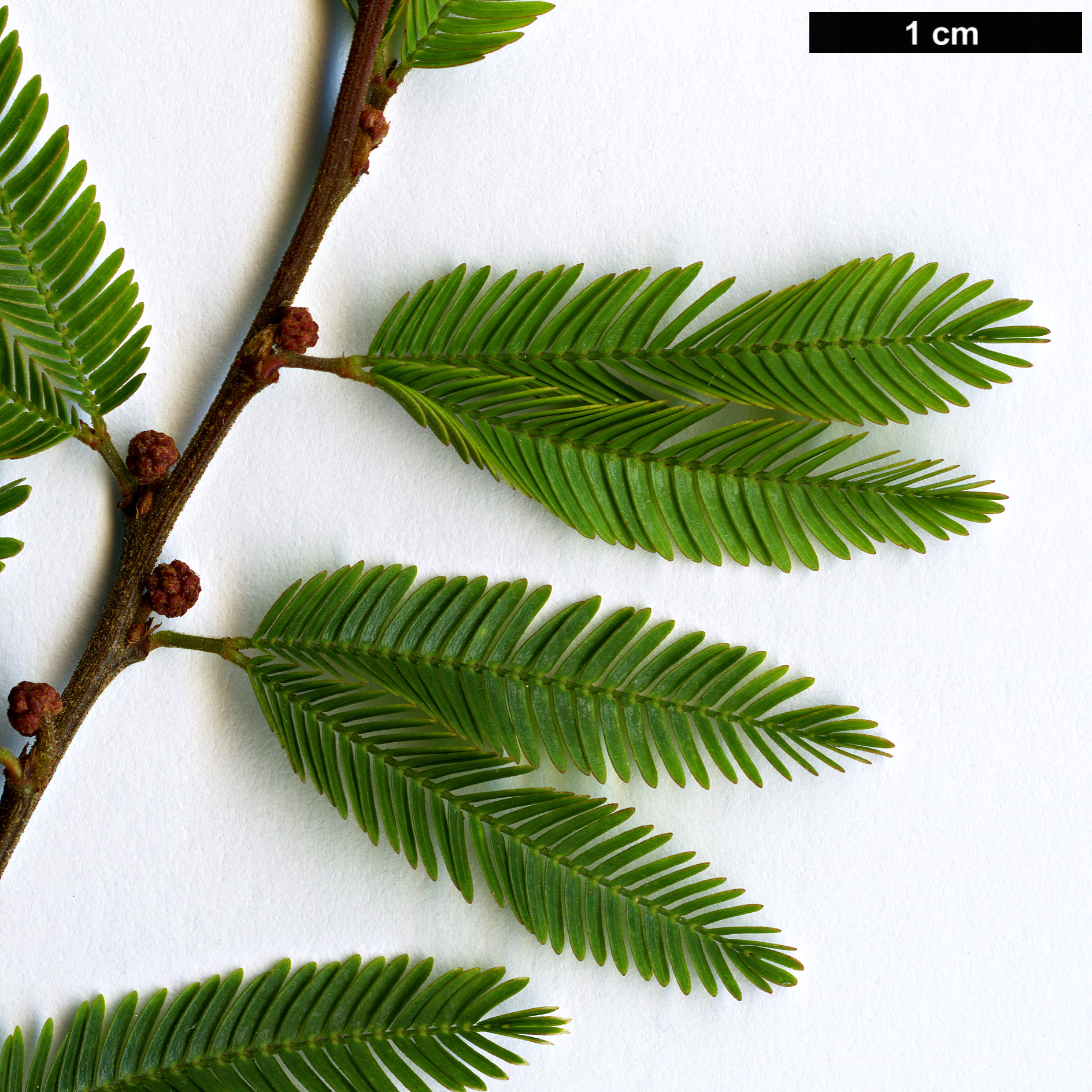 High resolution image: Family: Fabaceae - Genus: Calliandra - Taxon: selloi