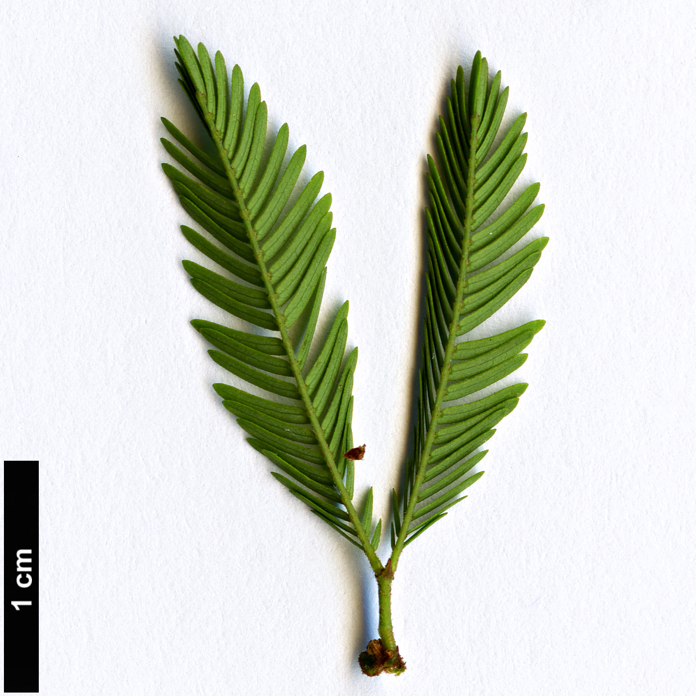 High resolution image: Family: Fabaceae - Genus: Calliandra - Taxon: selloi