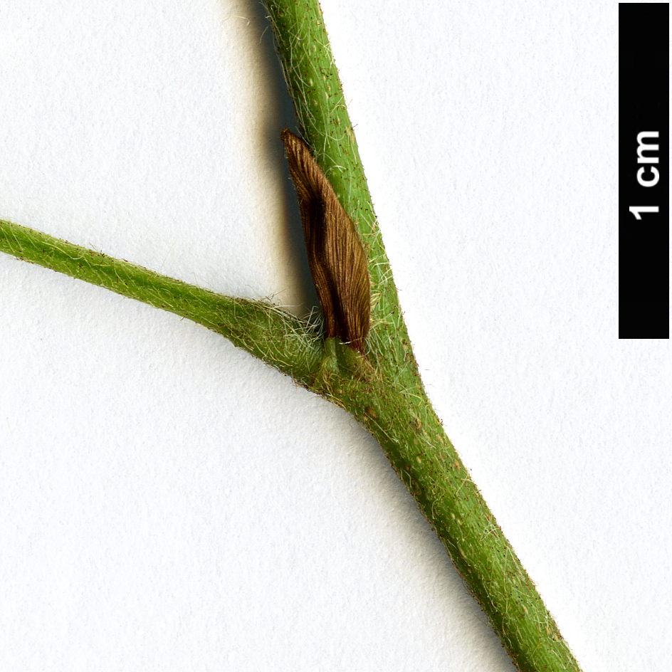 High resolution image: Family: Fabaceae - Genus: Calliandra - Taxon: tweediei