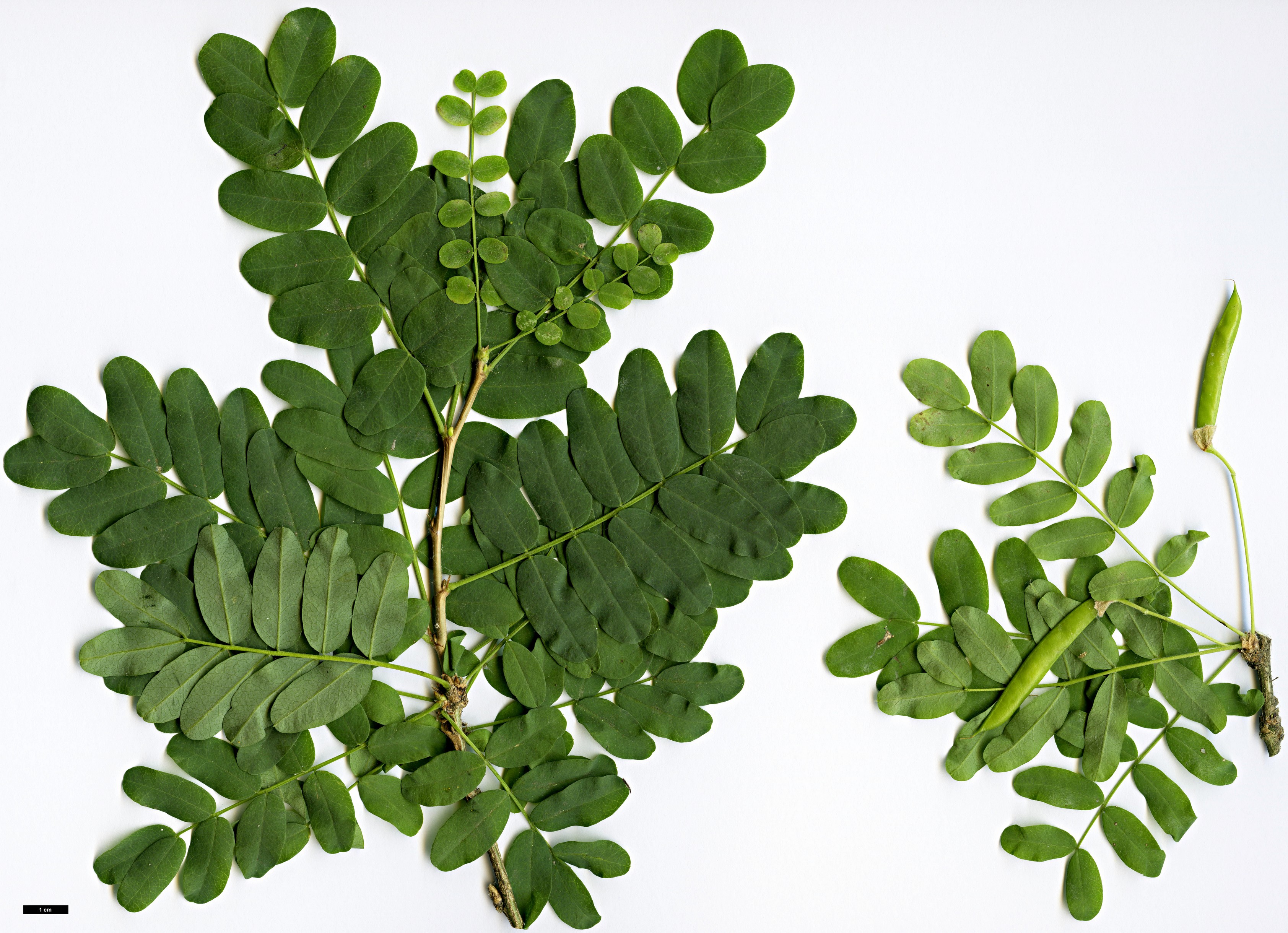 High resolution image: Family: Fabaceae - Genus: Caragana - Taxon: arborescens