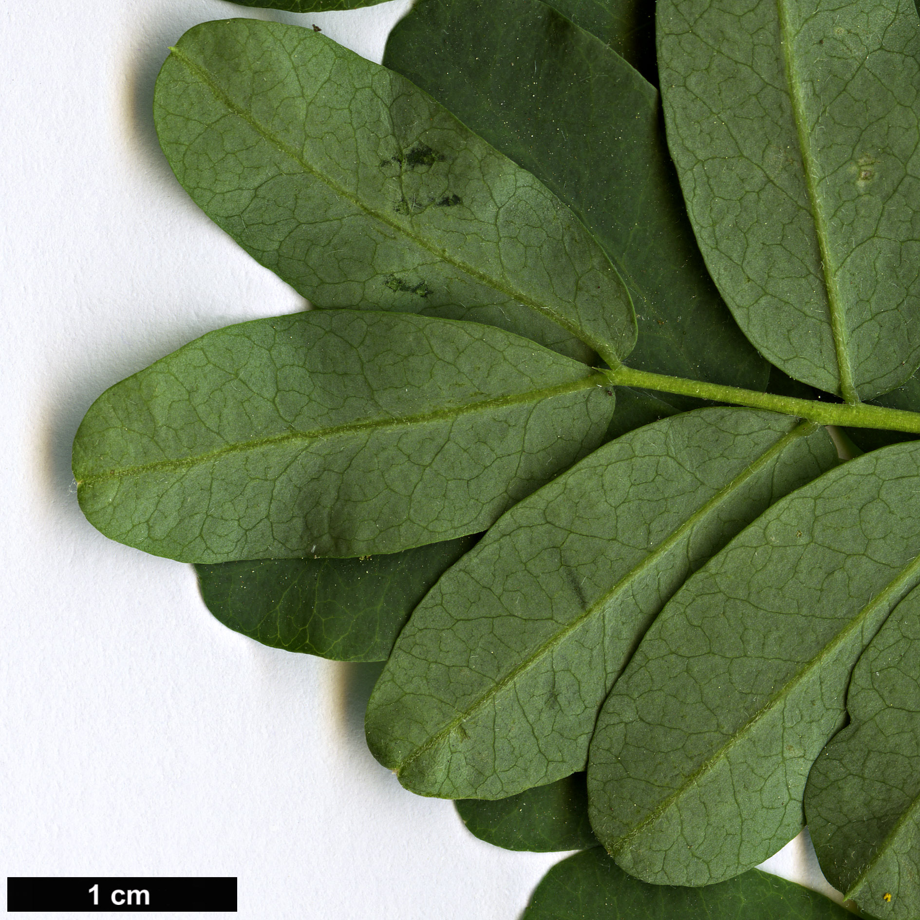 High resolution image: Family: Fabaceae - Genus: Caragana - Taxon: arborescens