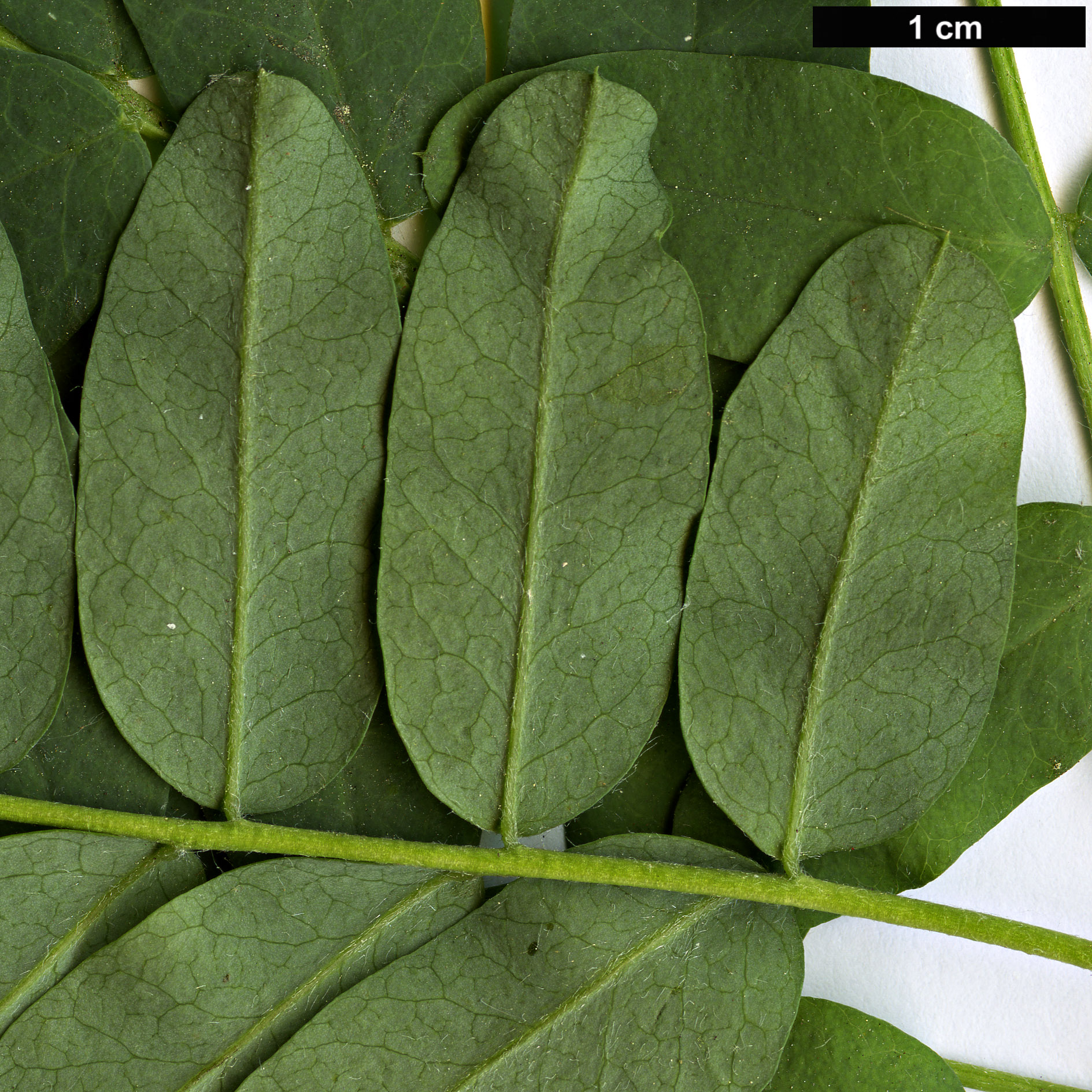 High resolution image: Family: Fabaceae - Genus: Caragana - Taxon: arborescens