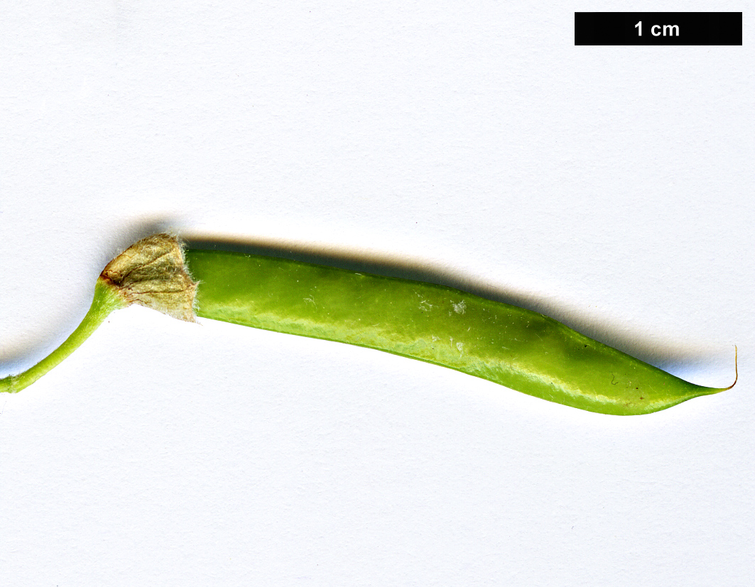 High resolution image: Family: Fabaceae - Genus: Caragana - Taxon: arborescens