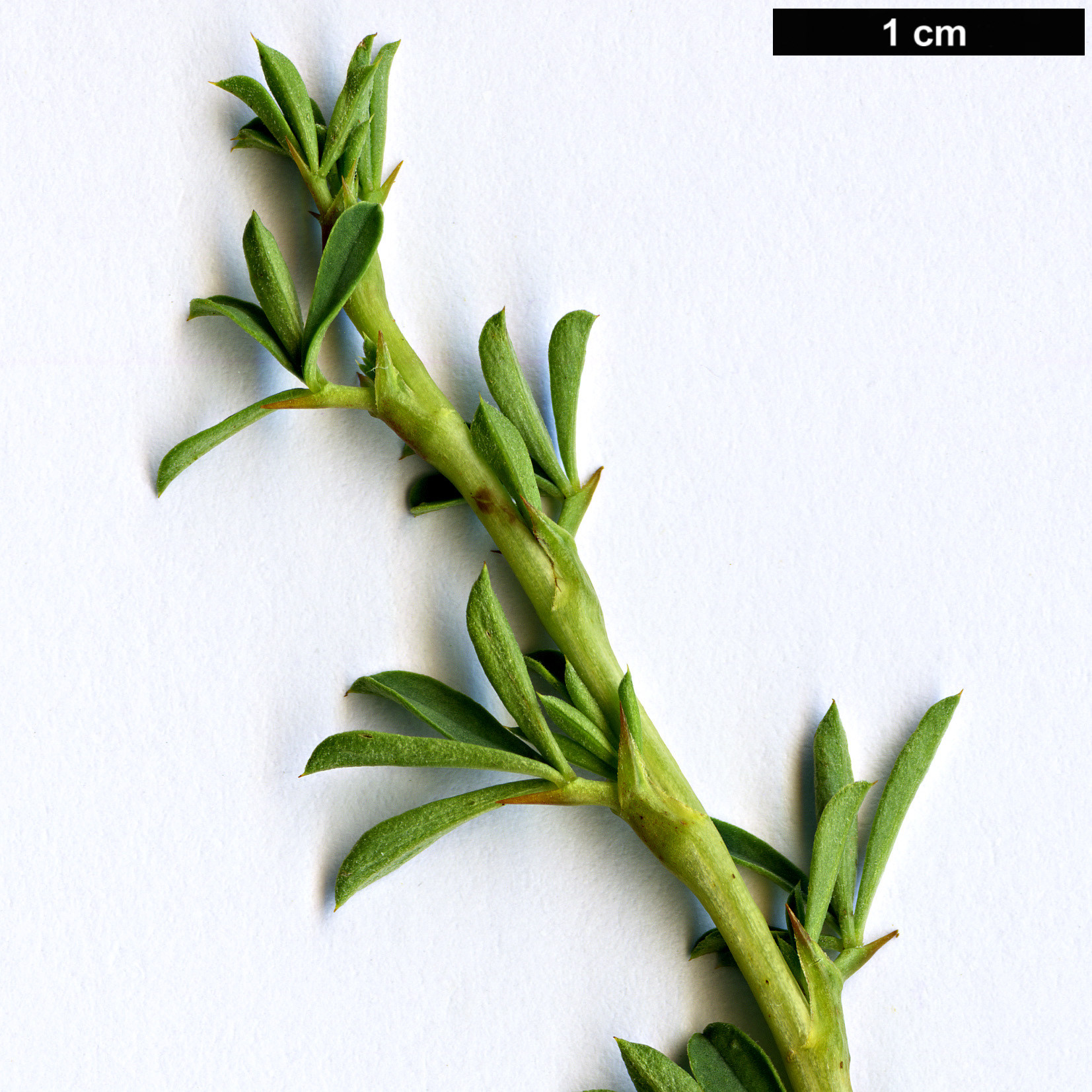 High resolution image: Family: Fabaceae - Genus: Caragana - Taxon: aurantiaca