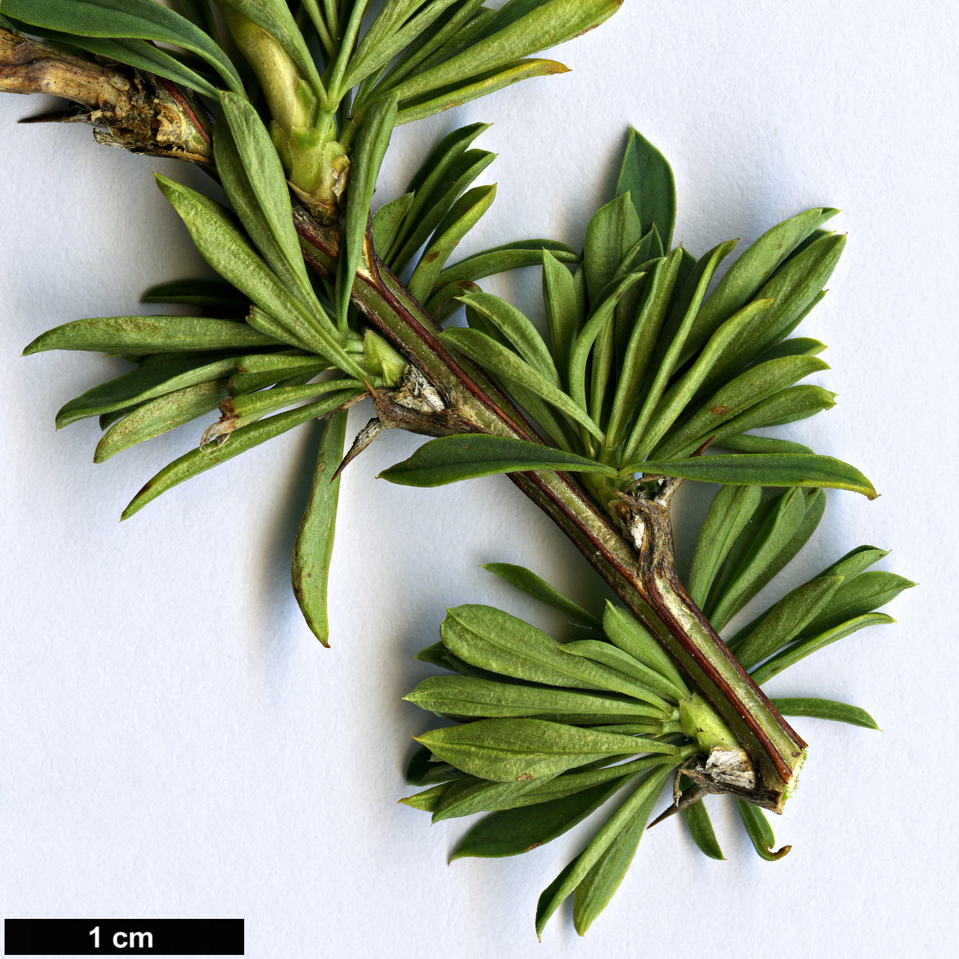 High resolution image: Family: Fabaceae - Genus: Caragana - Taxon: aurantiaca