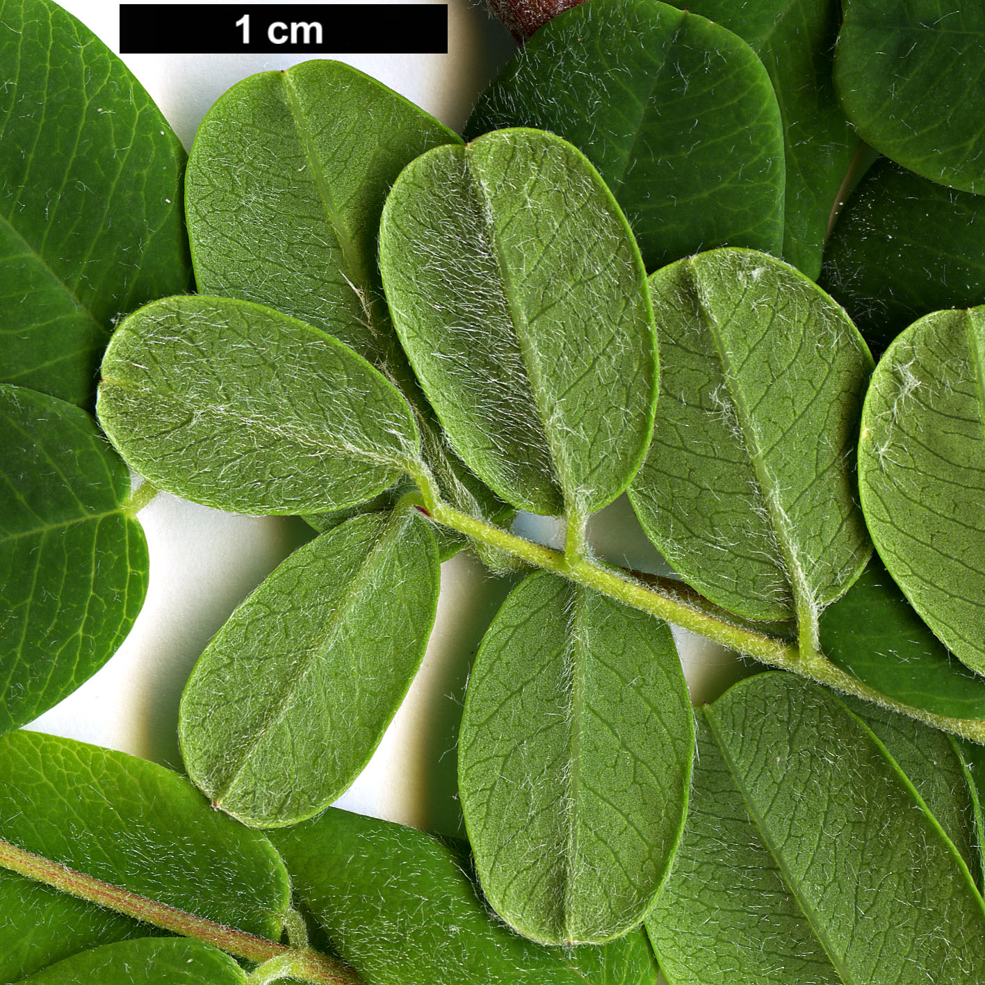 High resolution image: Family: Fabaceae - Genus: Caragana - Taxon: brevispina
