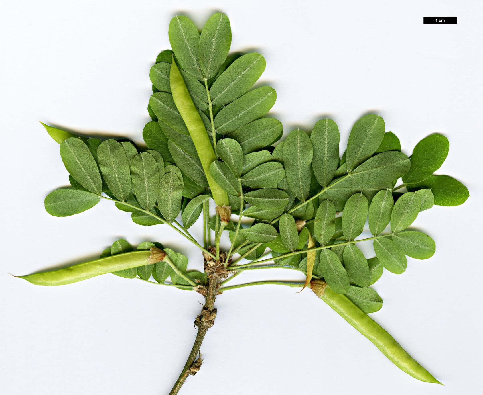 High resolution image: Family: Fabaceae - Genus: Caragana - Taxon: fruticosa