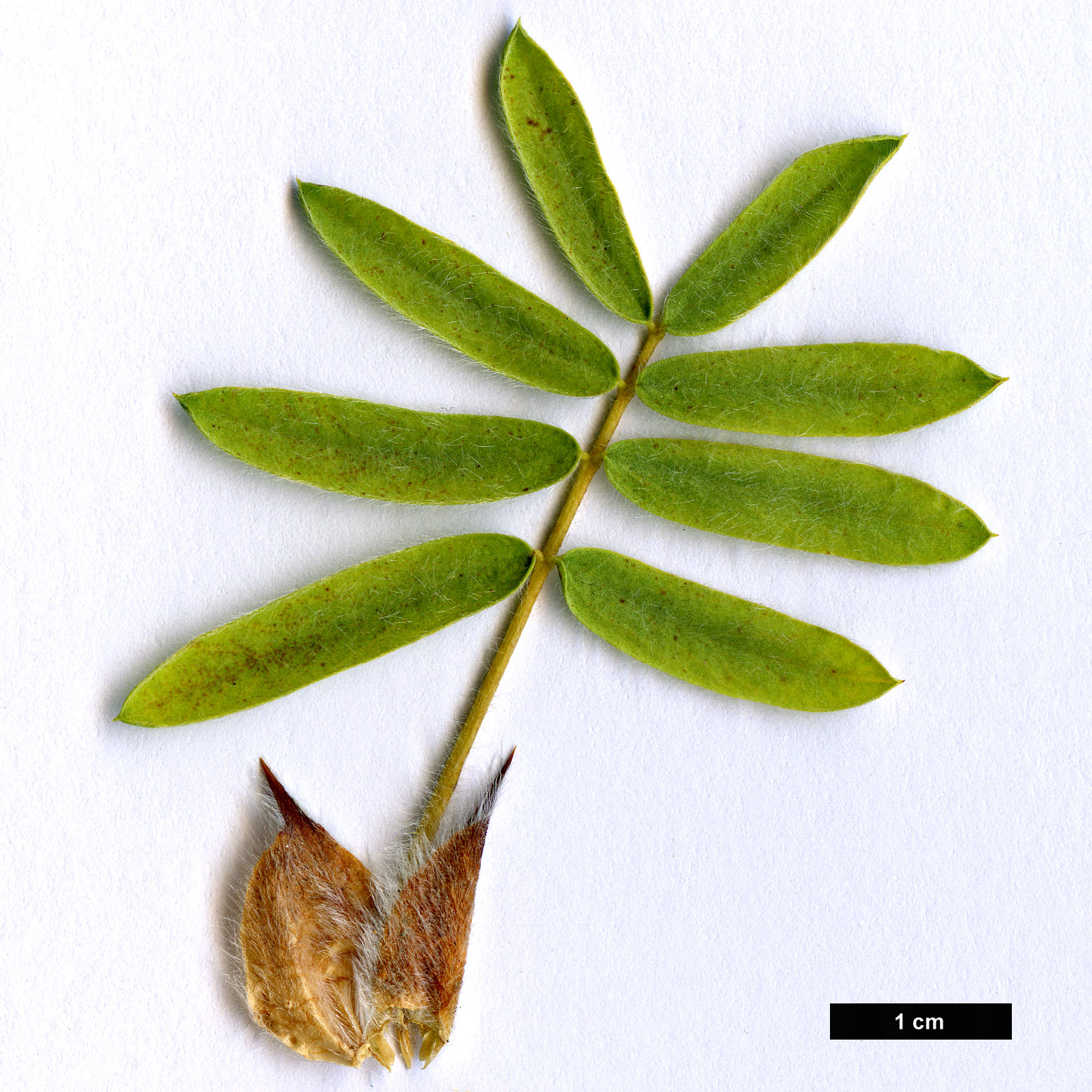 High resolution image: Family: Fabaceae - Genus: Caragana - Taxon: jubata