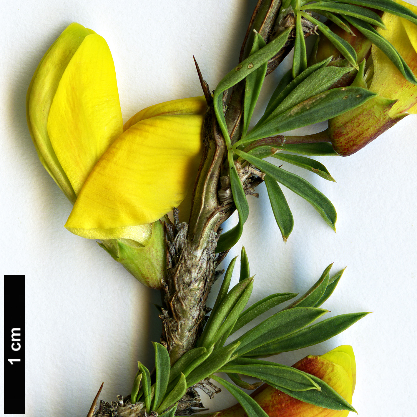 High resolution image: Family: Fabaceae - Genus: Caragana - Taxon: pygmaea