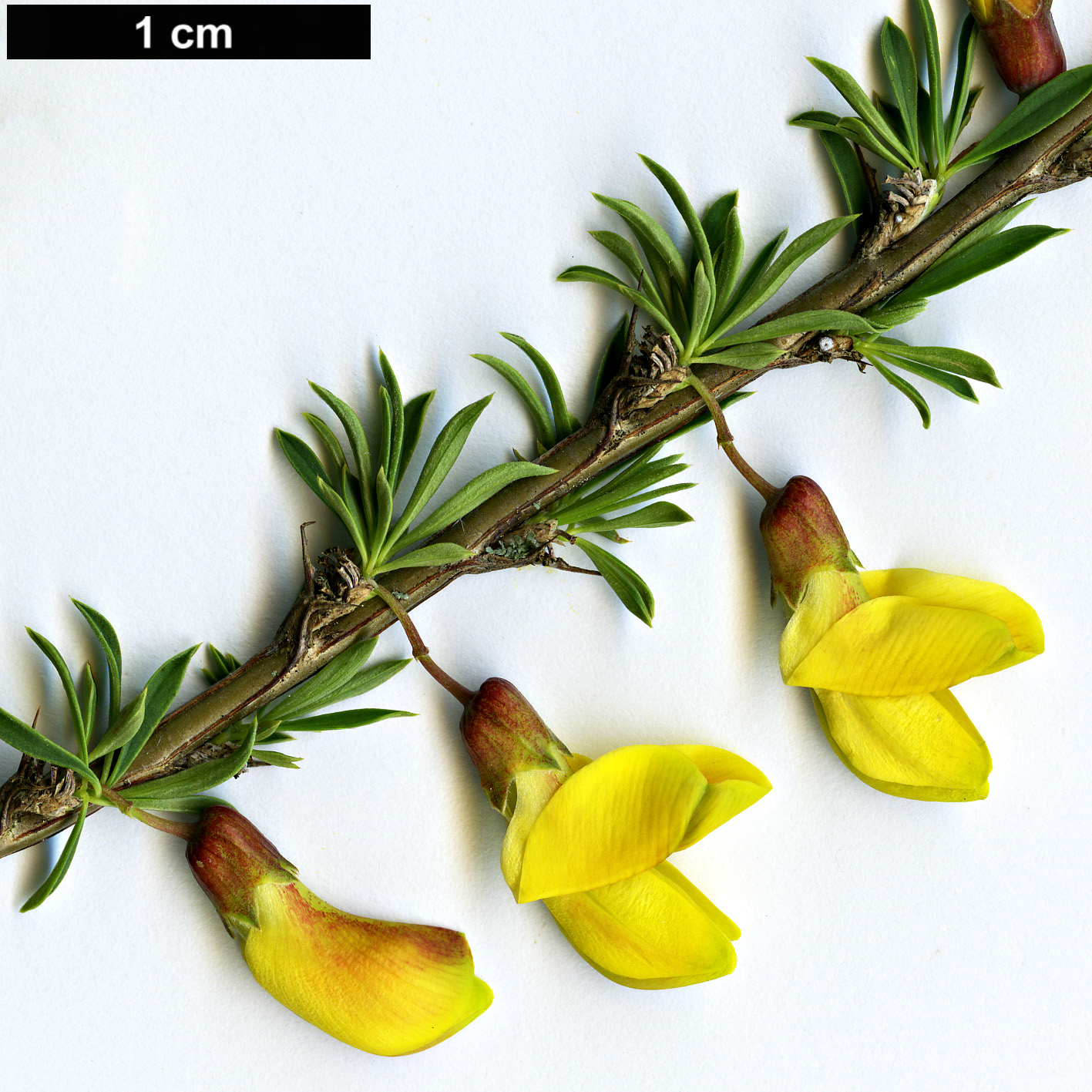High resolution image: Family: Fabaceae - Genus: Caragana - Taxon: pygmaea