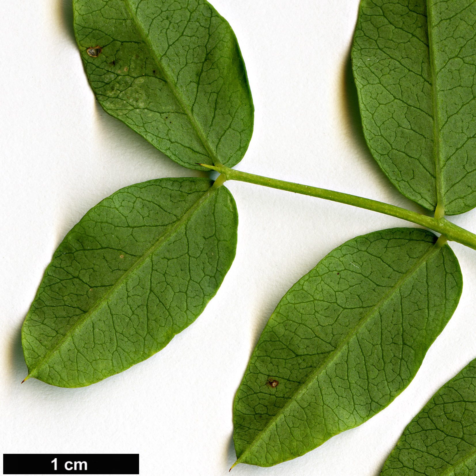 High resolution image: Family: Fabaceae - Genus: Caragana - Taxon: turkestanica