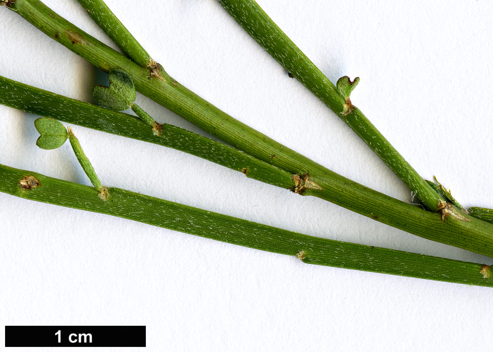 High resolution image: Family: Fabaceae - Genus: Carmichaelia - Taxon: appressa