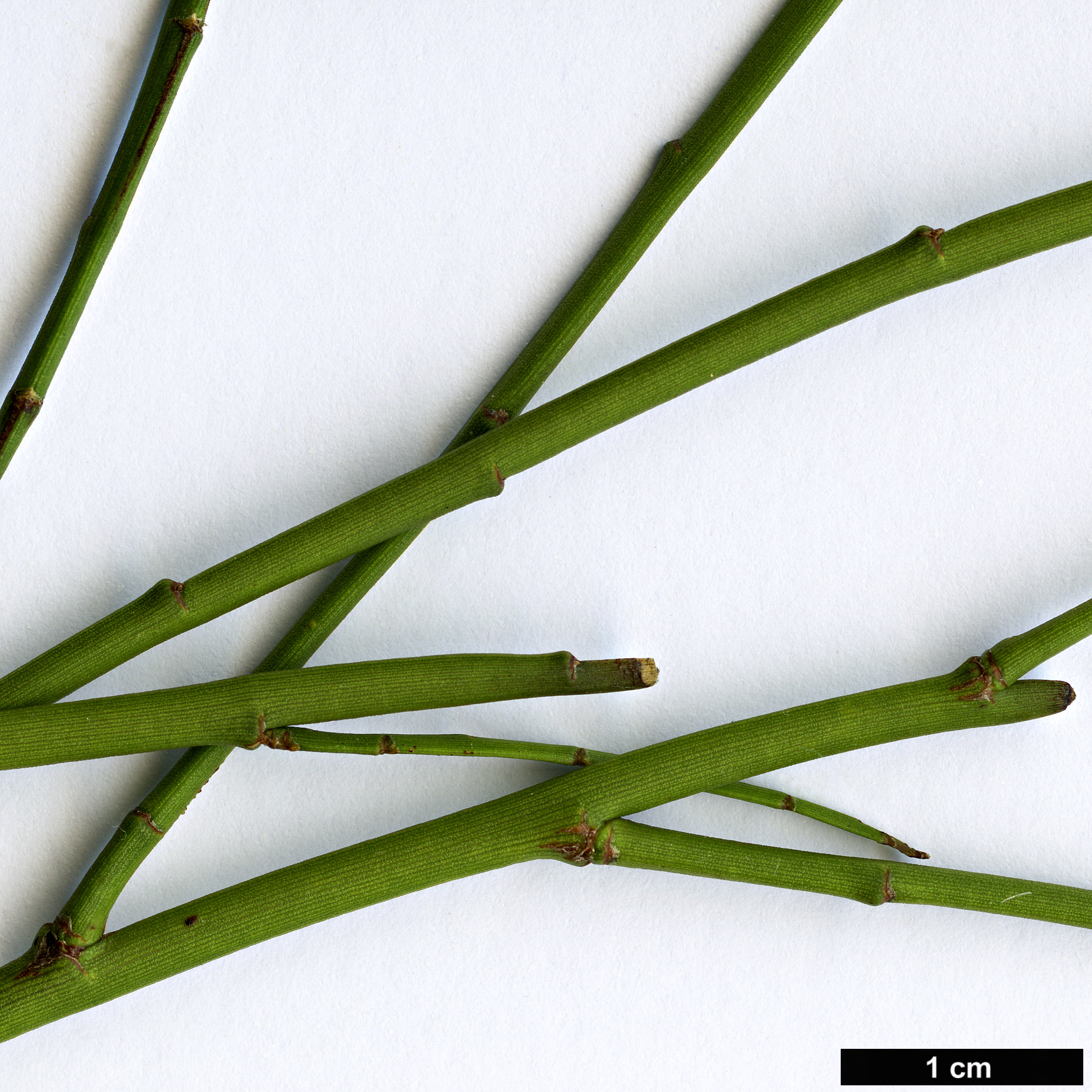High resolution image: Family: Fabaceae - Genus: Carmichaelia - Taxon: australis