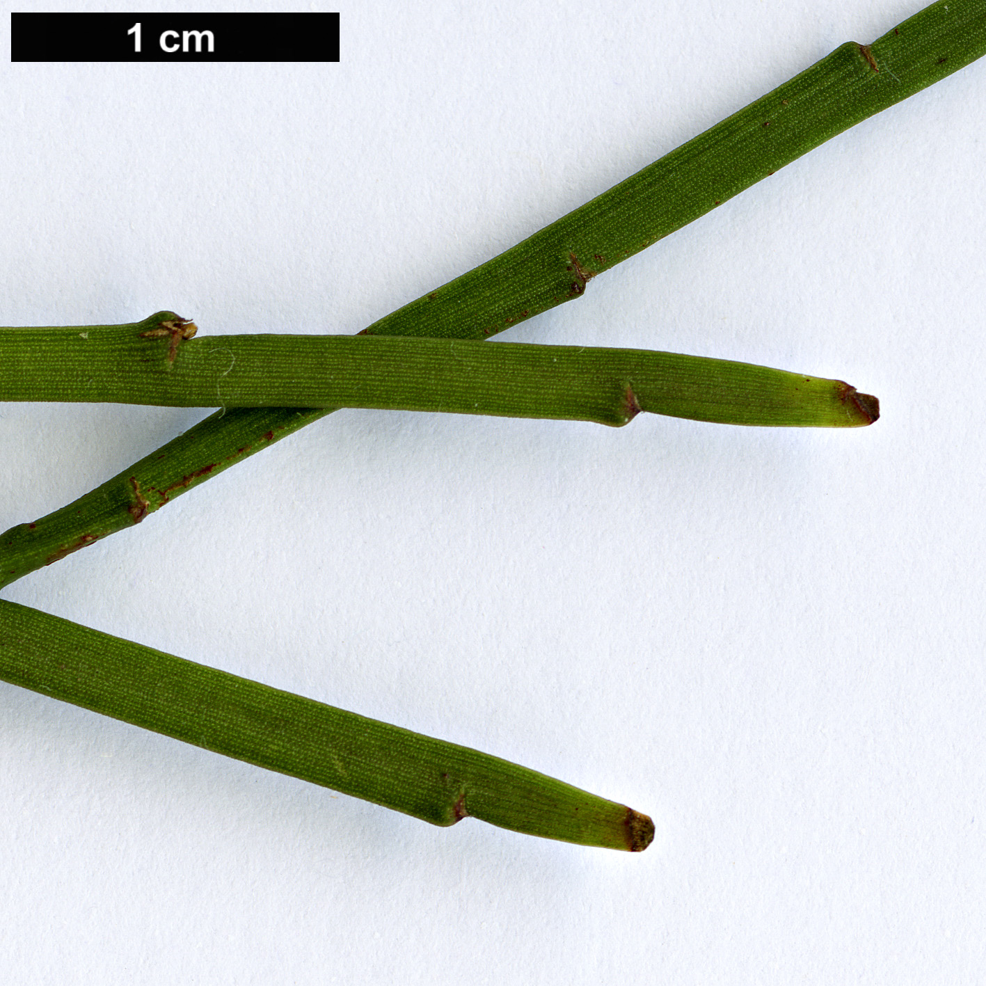 High resolution image: Family: Fabaceae - Genus: Carmichaelia - Taxon: australis