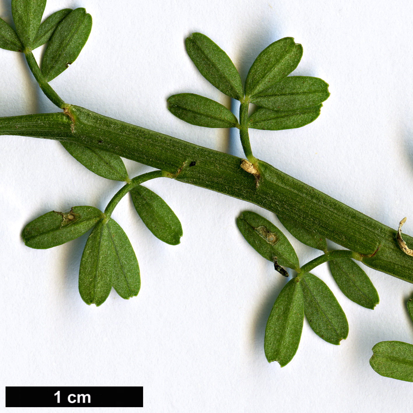 High resolution image: Family: Fabaceae - Genus: Carmichaelia - Taxon: odorata