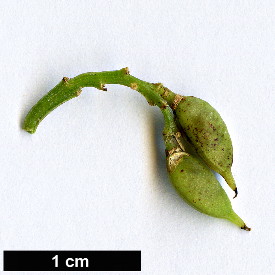 High resolution image: Family: Fabaceae - Genus: Carmichaelia - Taxon: odorata