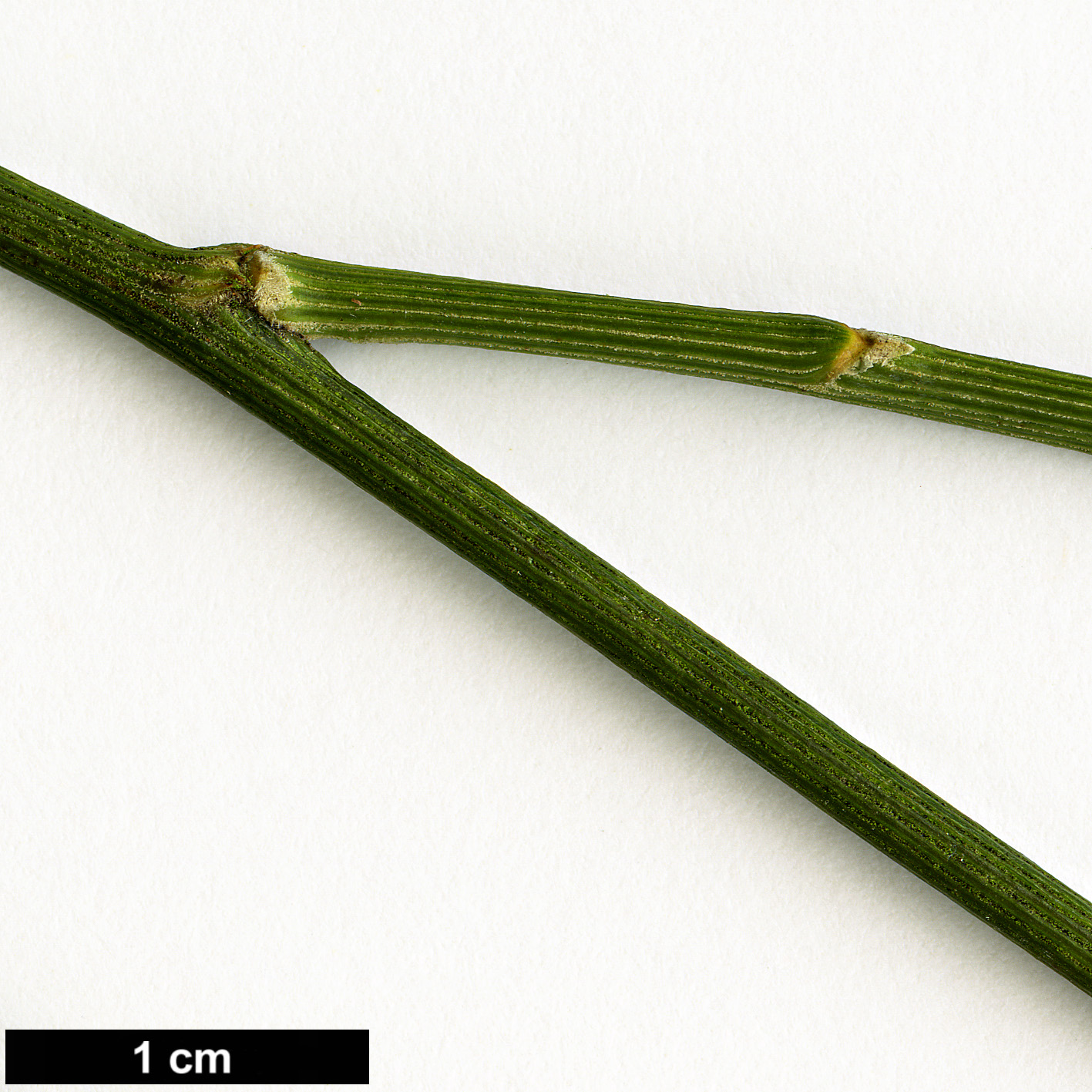 High resolution image: Family: Fabaceae - Genus: Carmichaelia - Taxon: stevensonii