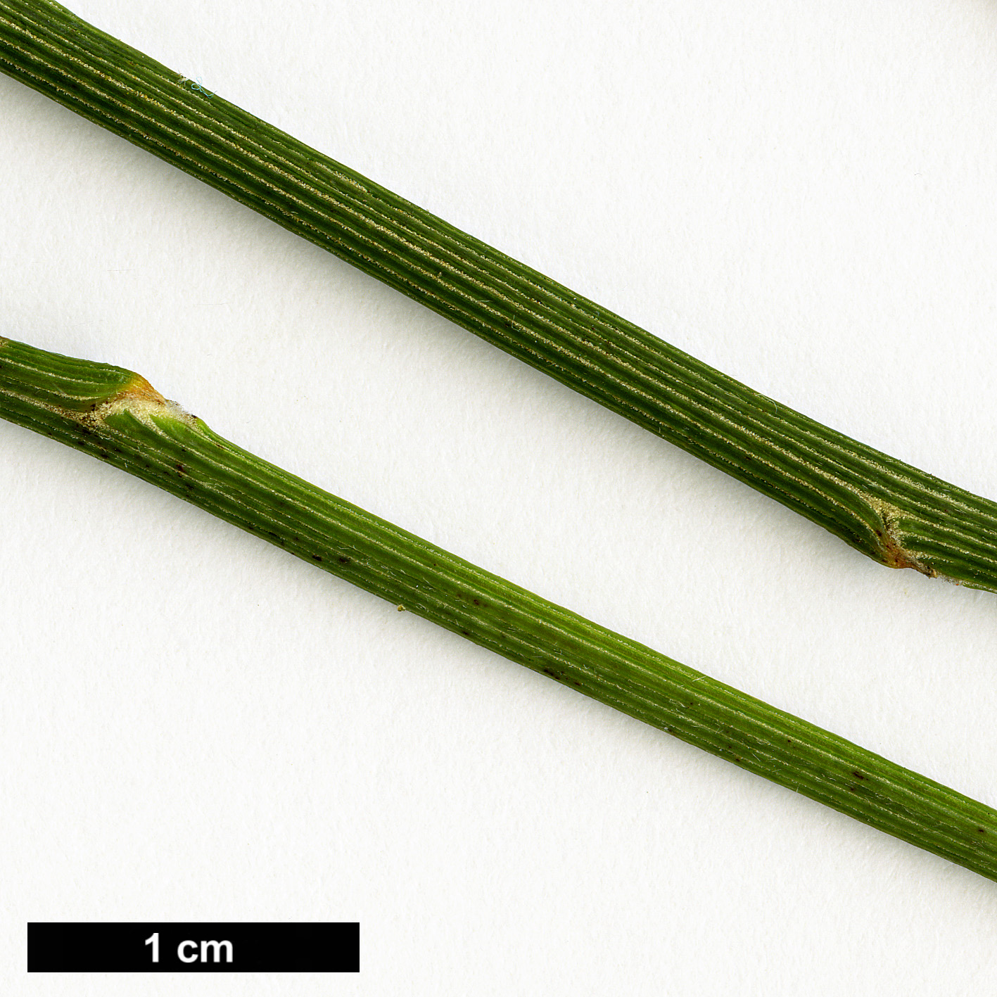 High resolution image: Family: Fabaceae - Genus: Carmichaelia - Taxon: stevensonii