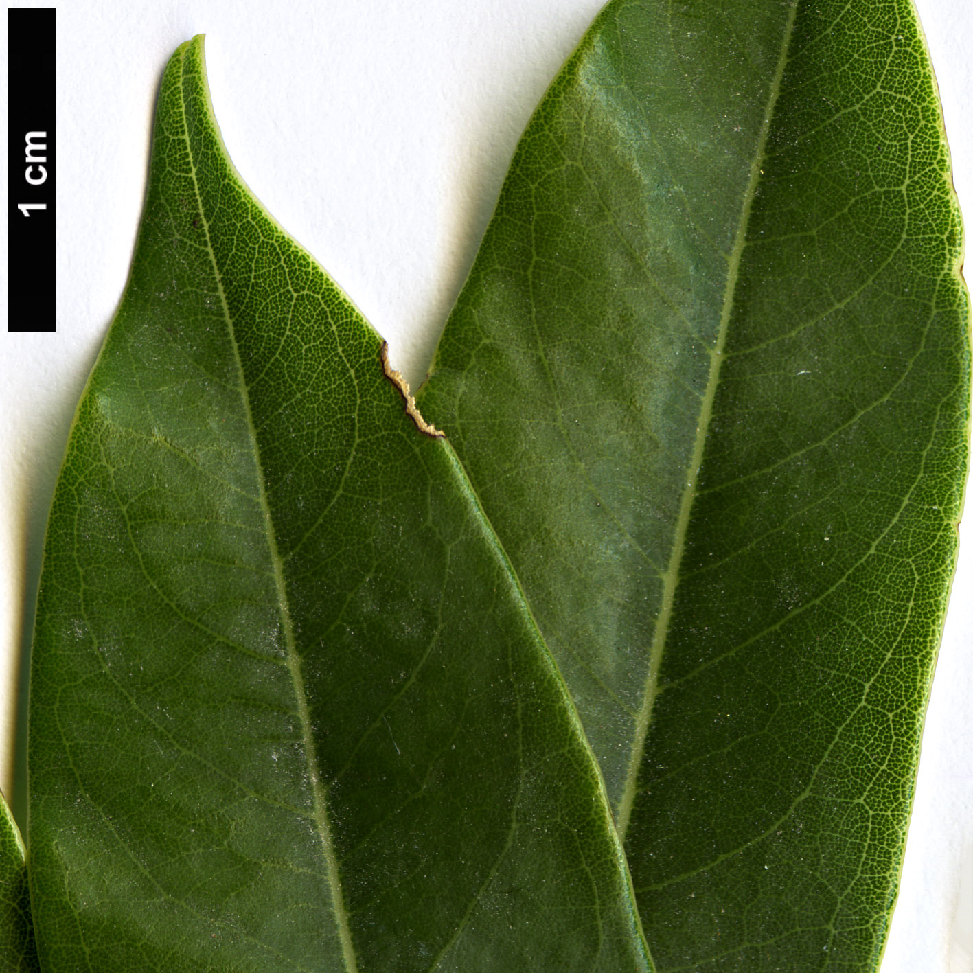 High resolution image: Family: Fabaceae - Genus: Castanospermum - Taxon: australe