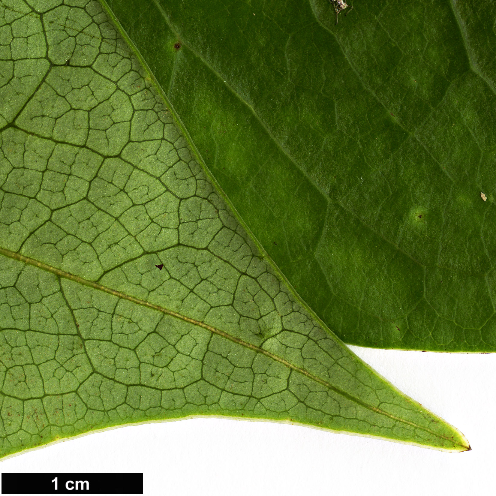 High resolution image: Family: Fabaceae - Genus: Cercis - Taxon: chuniana