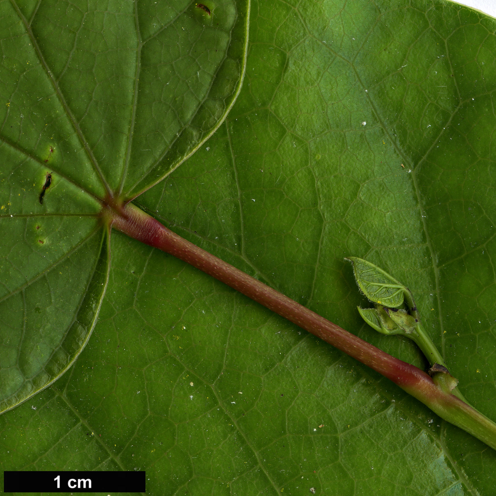 High resolution image: Family: Fabaceae - Genus: Cercis - Taxon: gigantea