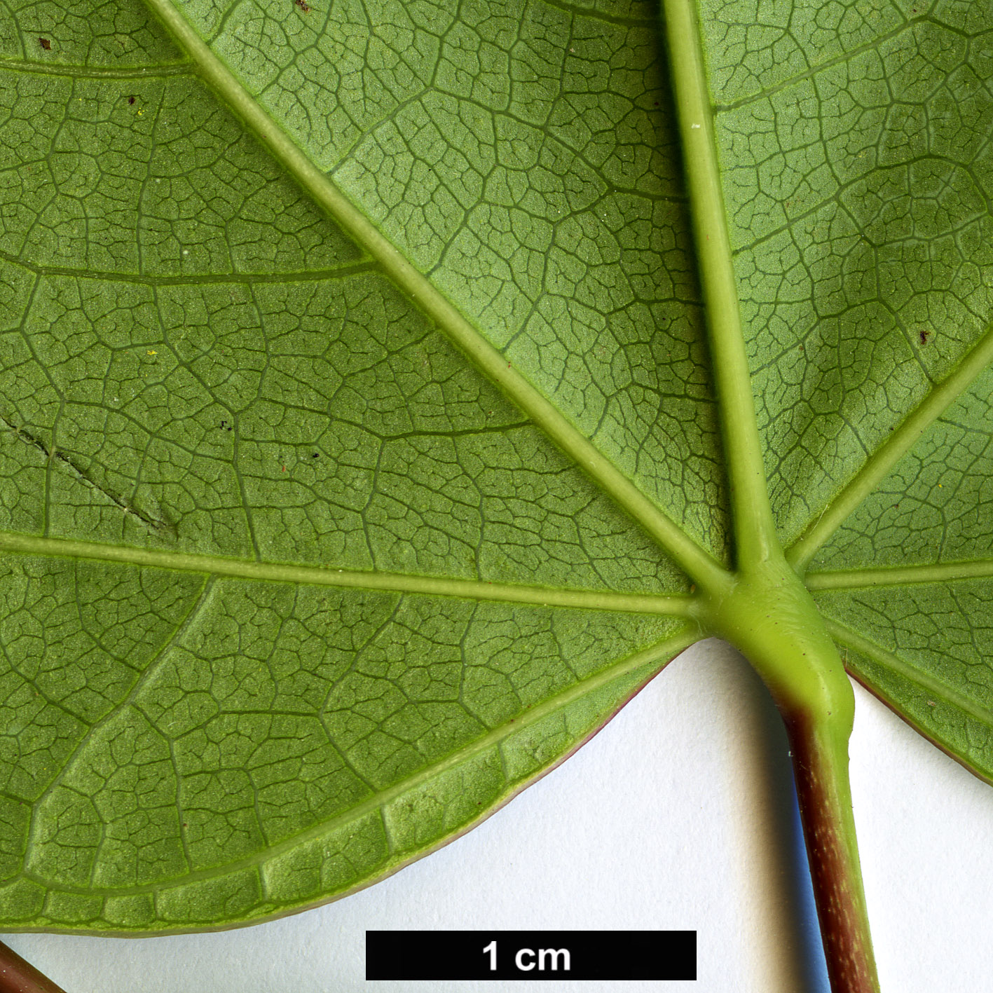 High resolution image: Family: Fabaceae - Genus: Cercis - Taxon: gigantea