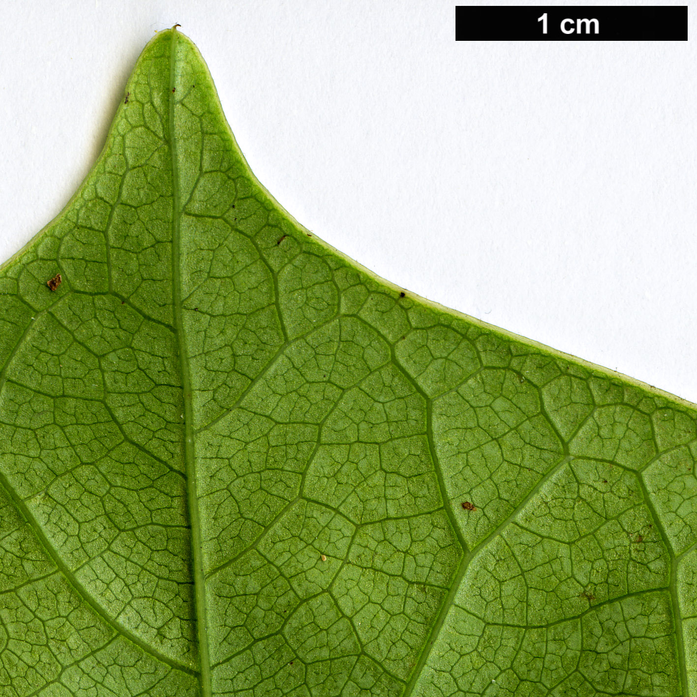 High resolution image: Family: Fabaceae - Genus: Cercis - Taxon: glabra