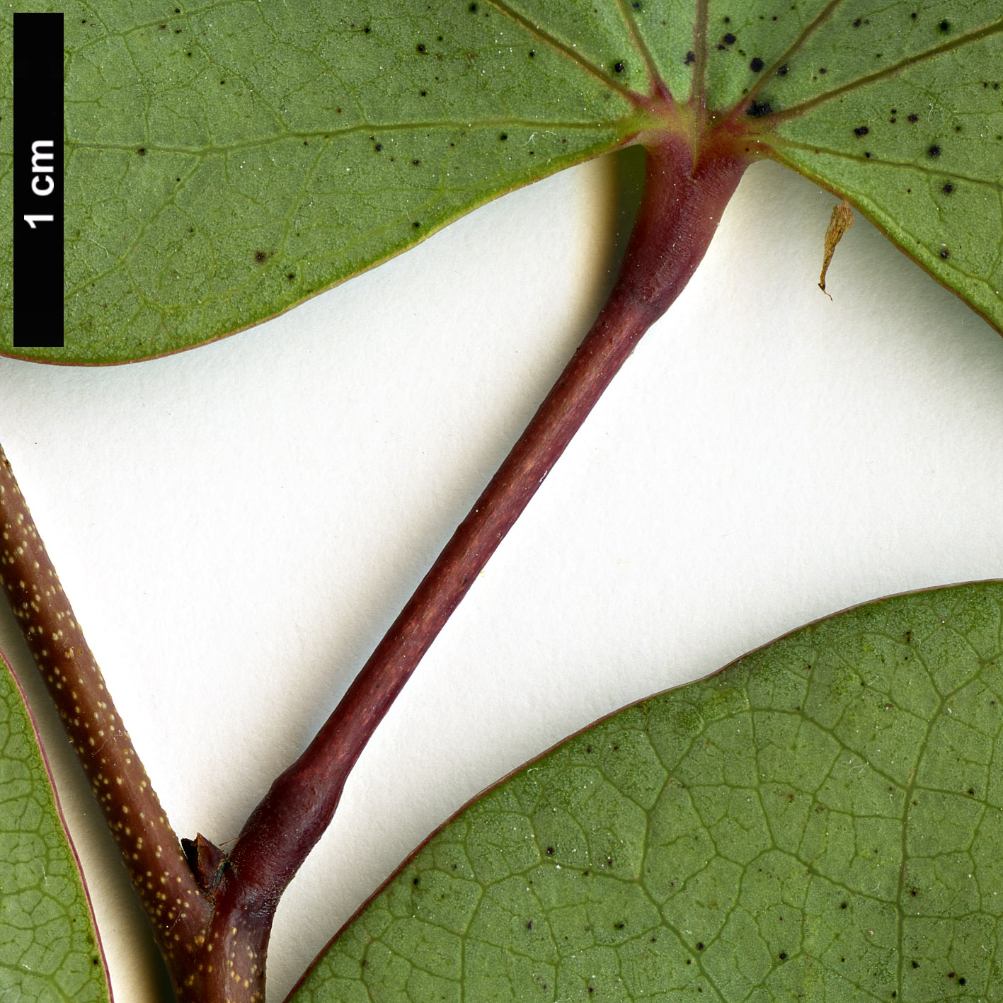 High resolution image: Family: Fabaceae - Genus: Cercis - Taxon: griffithii