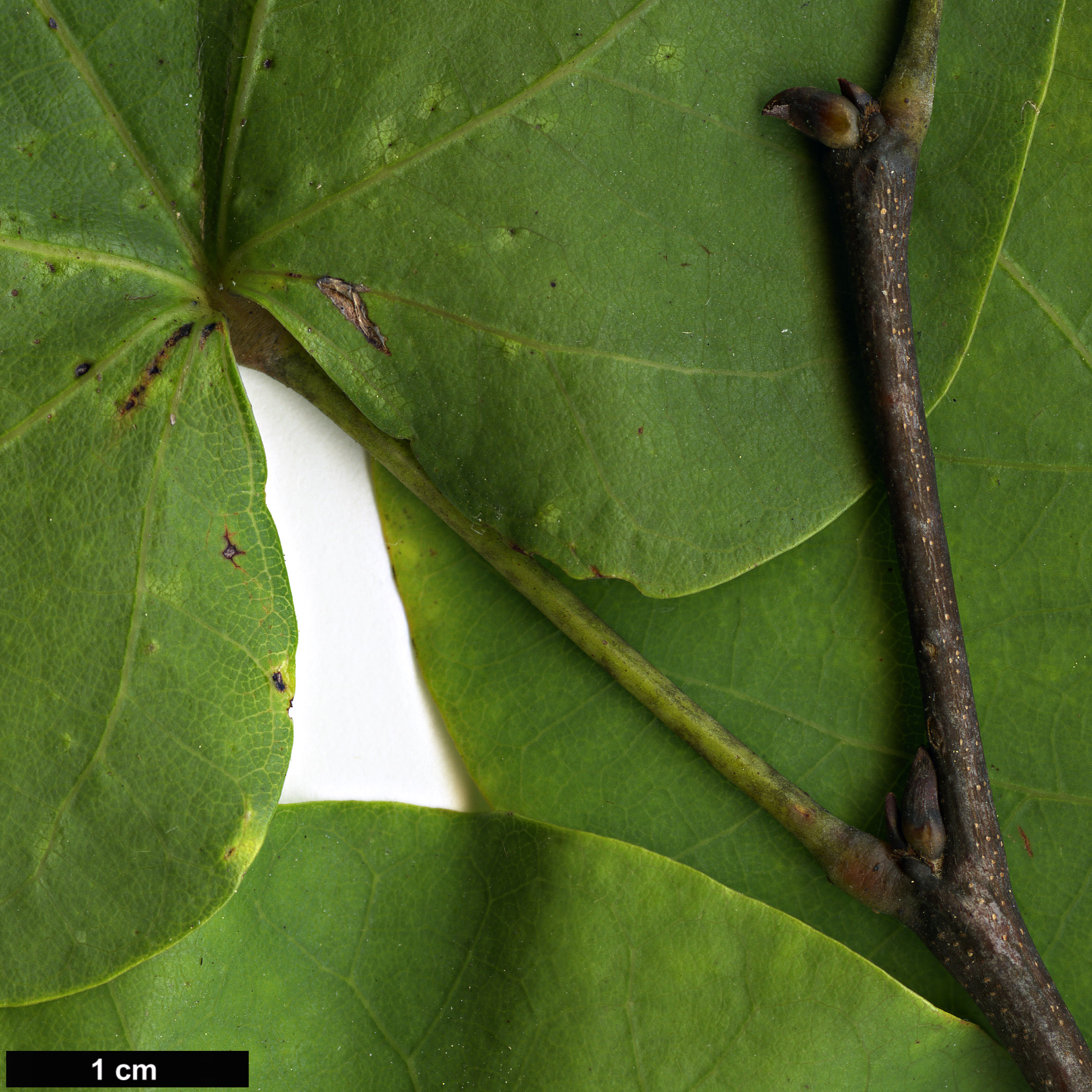 High resolution image: Family: Fabaceae - Genus: Cercis - Taxon: siliquastrum