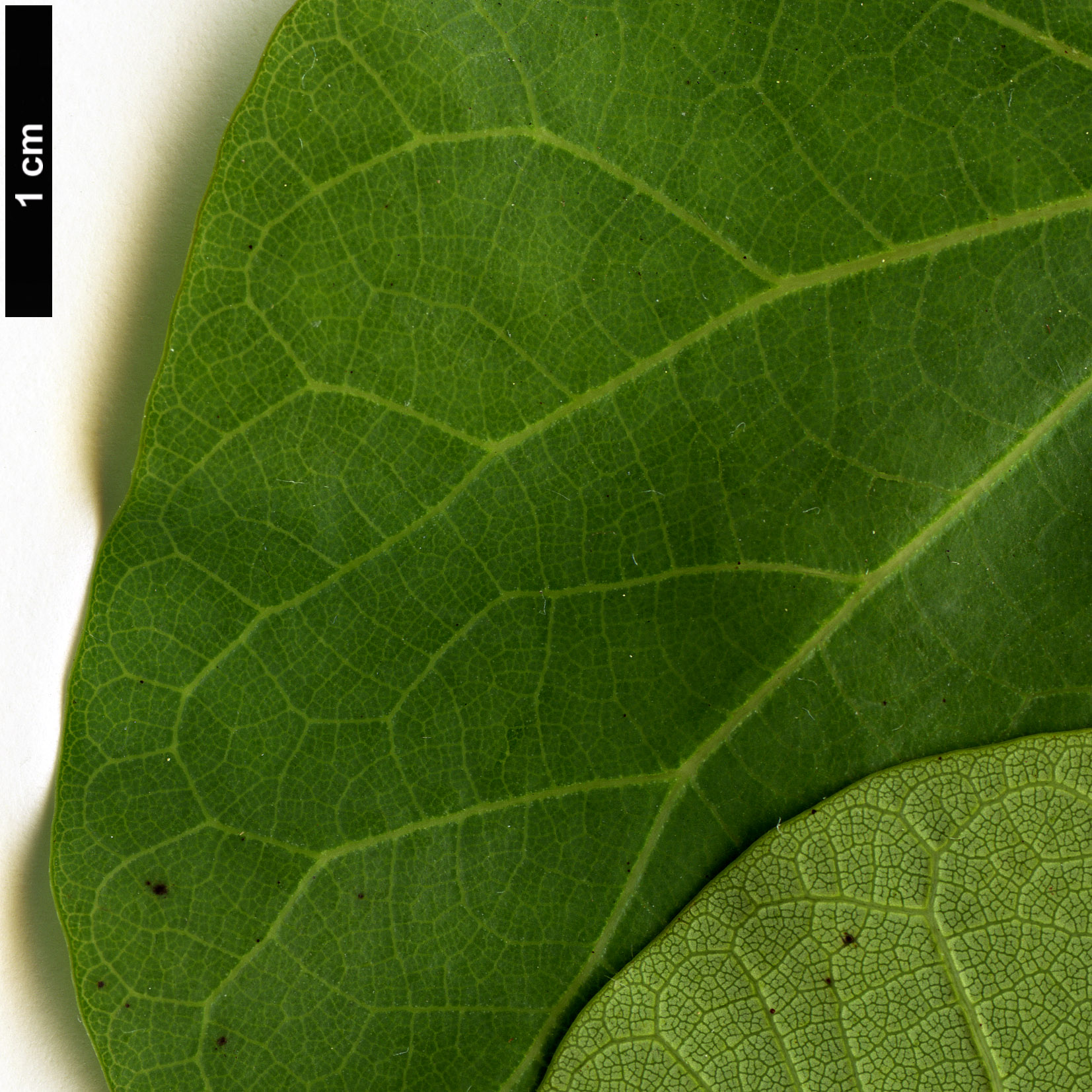 High resolution image: Family: Fabaceae - Genus: Cercis - Taxon: siliquastrum