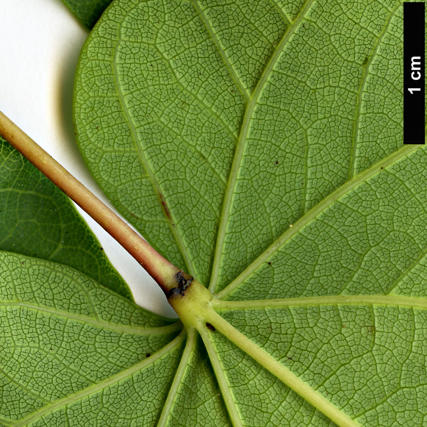 High resolution image: Family: Fabaceae - Genus: Cercis - Taxon: siliquastrum