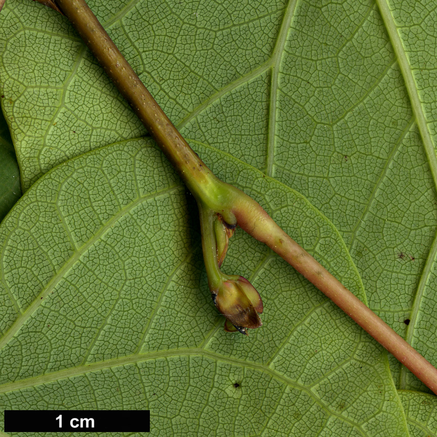 High resolution image: Family: Fabaceae - Genus: Cercis - Taxon: siliquastrum