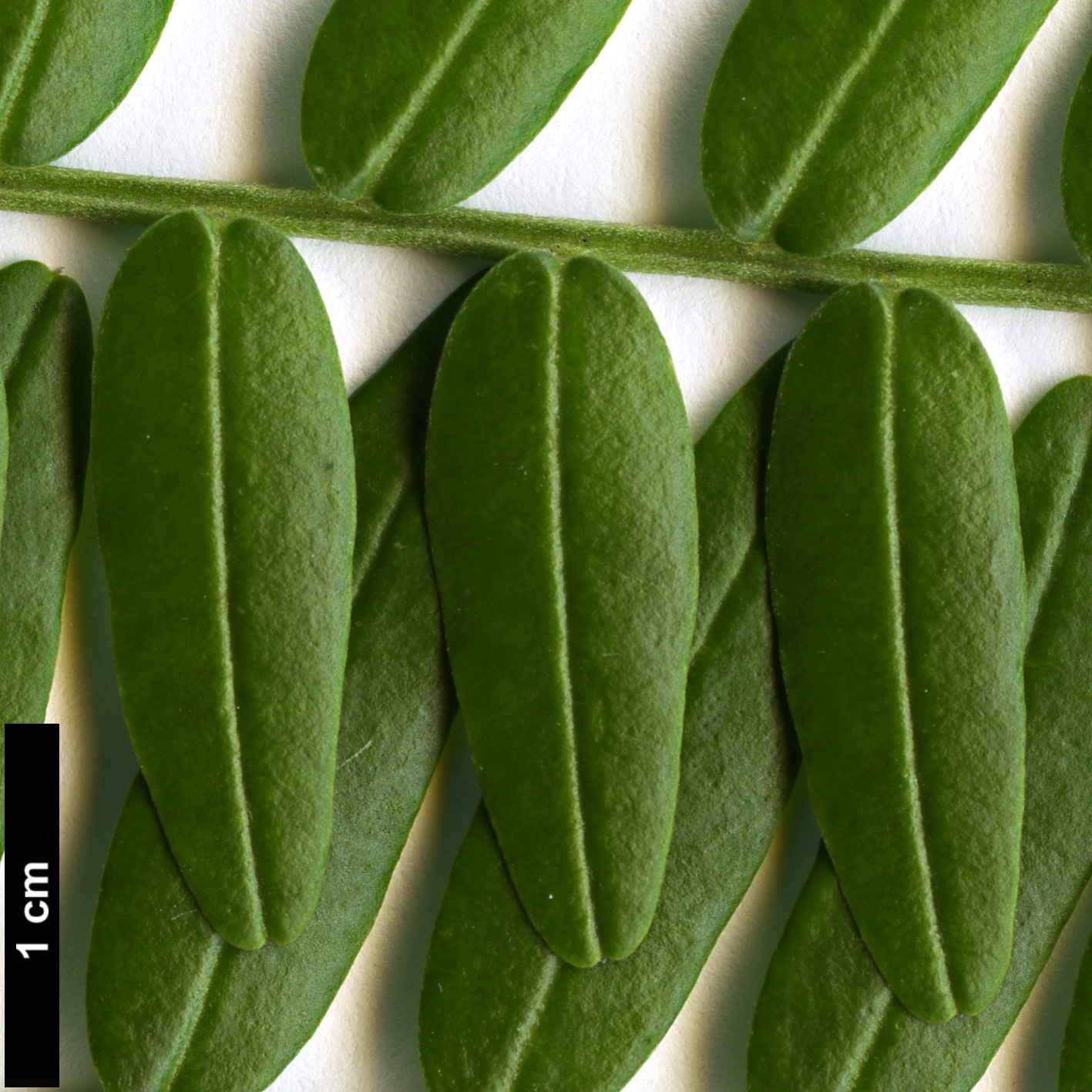 High resolution image: Family: Fabaceae - Genus: Clianthus - Taxon: maximus