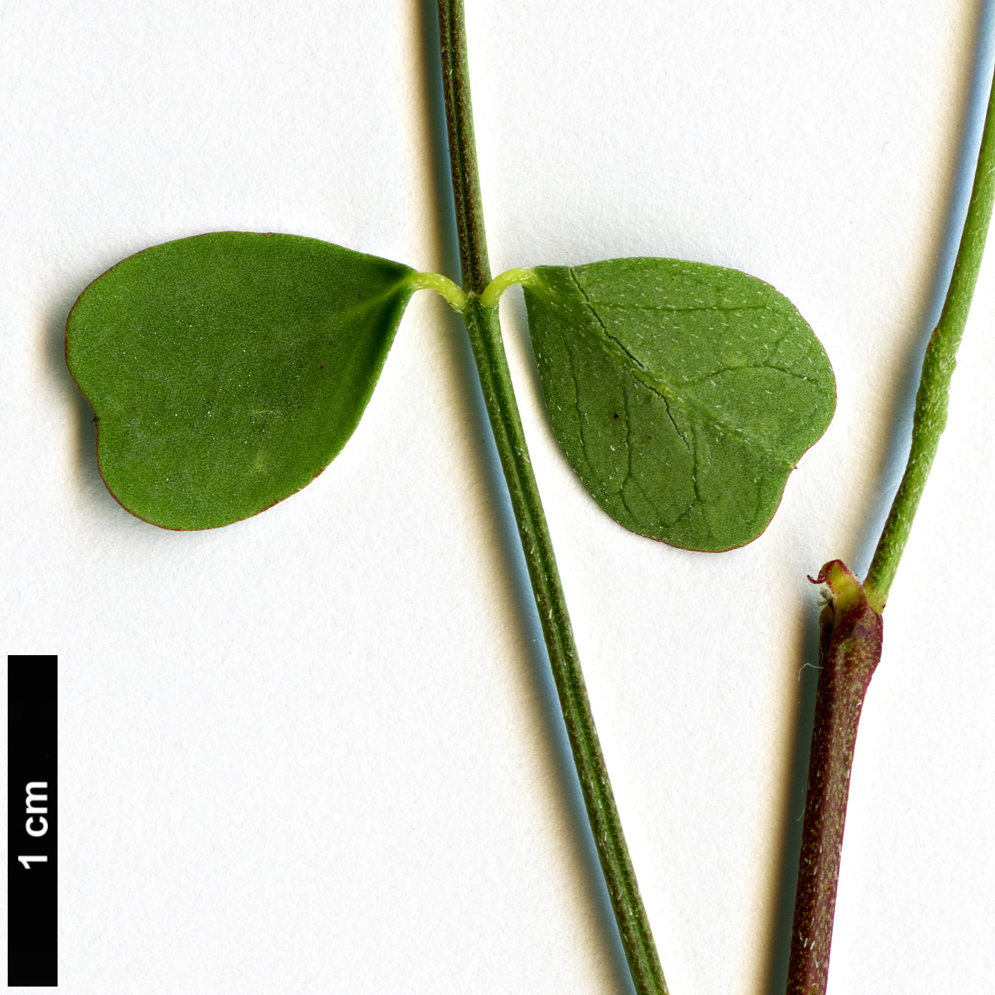 High resolution image: Family: Fabaceae - Genus: Colutea - Taxon: buhsei