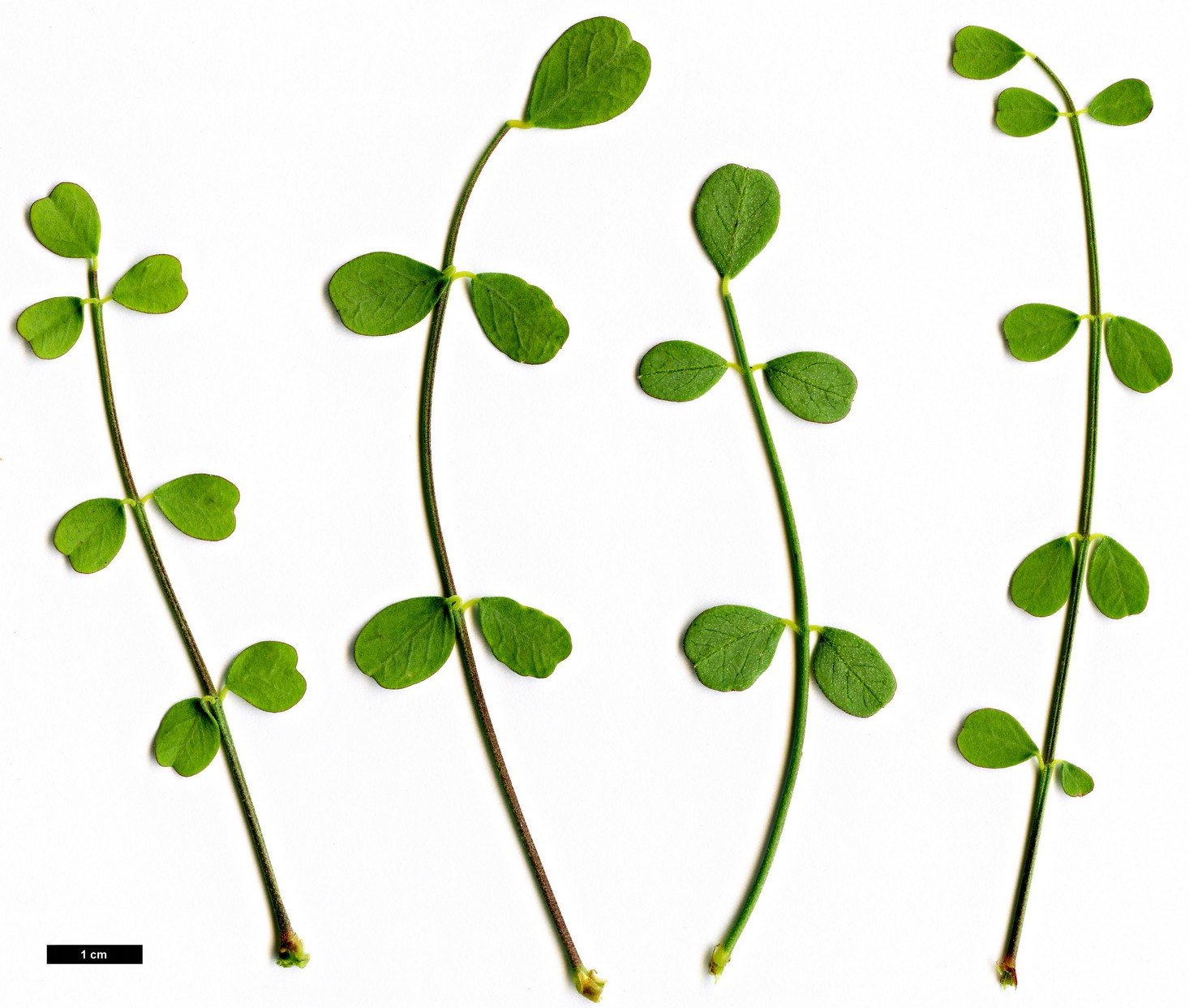 High resolution image: Family: Fabaceae - Genus: Colutea - Taxon: buhsei