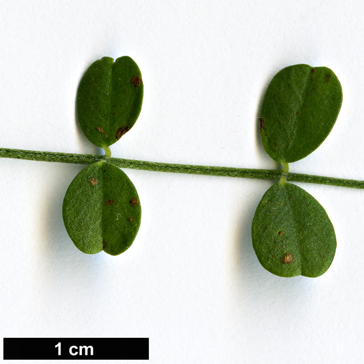 High resolution image: Family: Fabaceae - Genus: Colutea - Taxon: istria