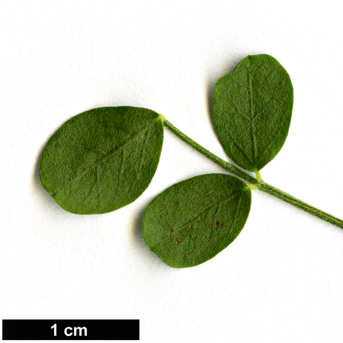 High resolution image: Family: Fabaceae - Genus: Colutea - Taxon: istria