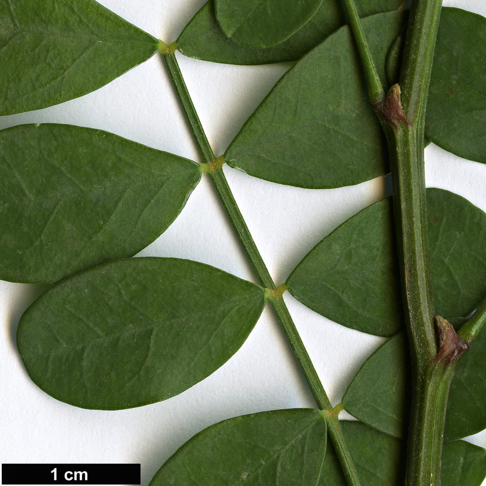 High resolution image: Family: Fabaceae - Genus: Coronilla - Taxon: valentina