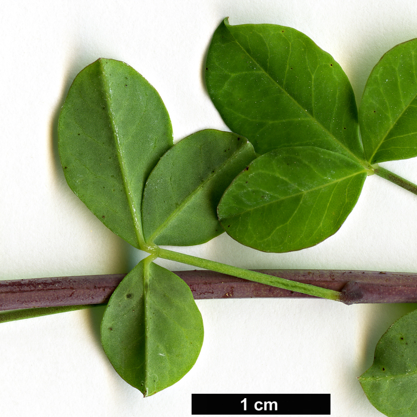 High resolution image: Family: Fabaceae - Genus: Cytisophyllum - Taxon: sessilifolium
