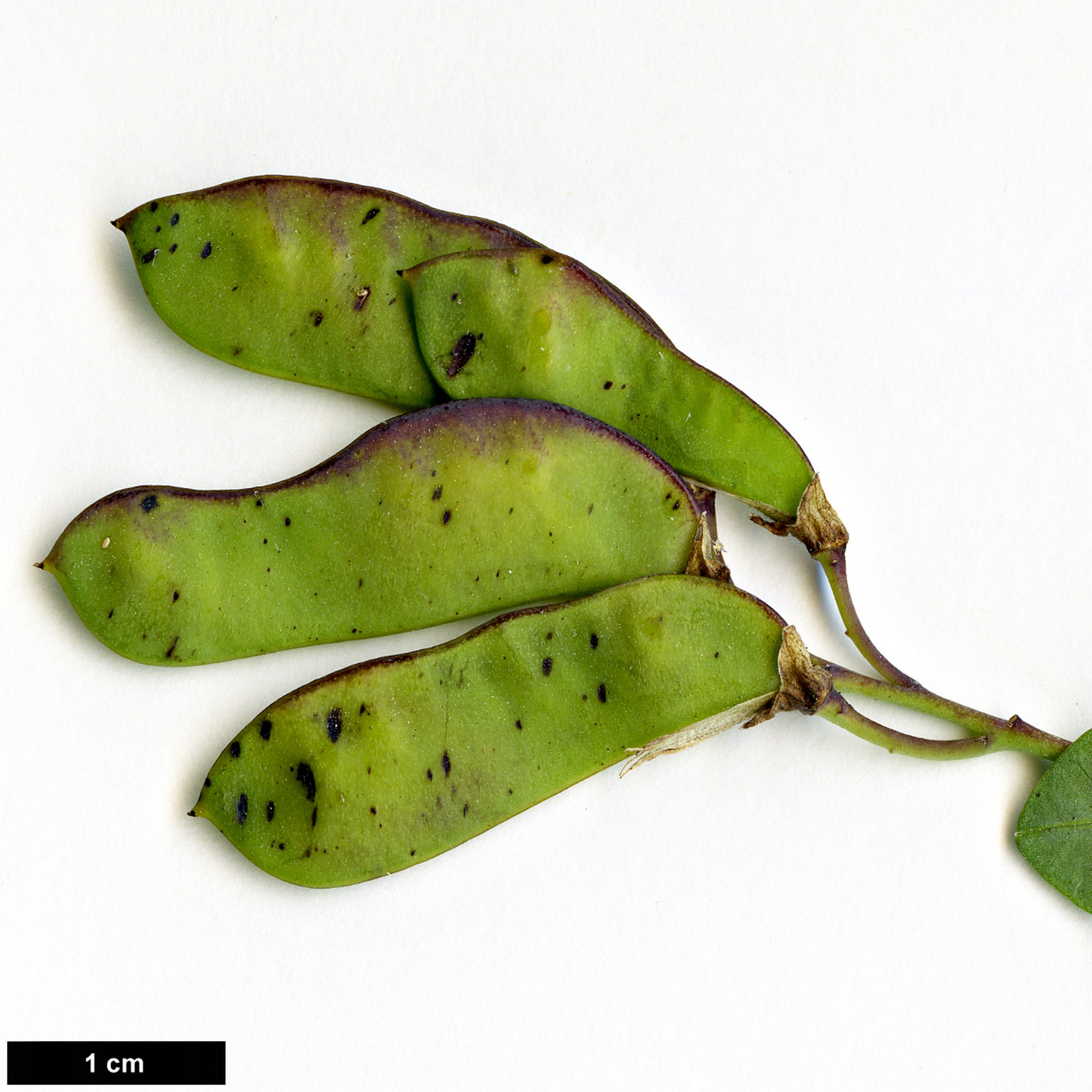 High resolution image: Family: Fabaceae - Genus: Cytisophyllum - Taxon: sessilifolium