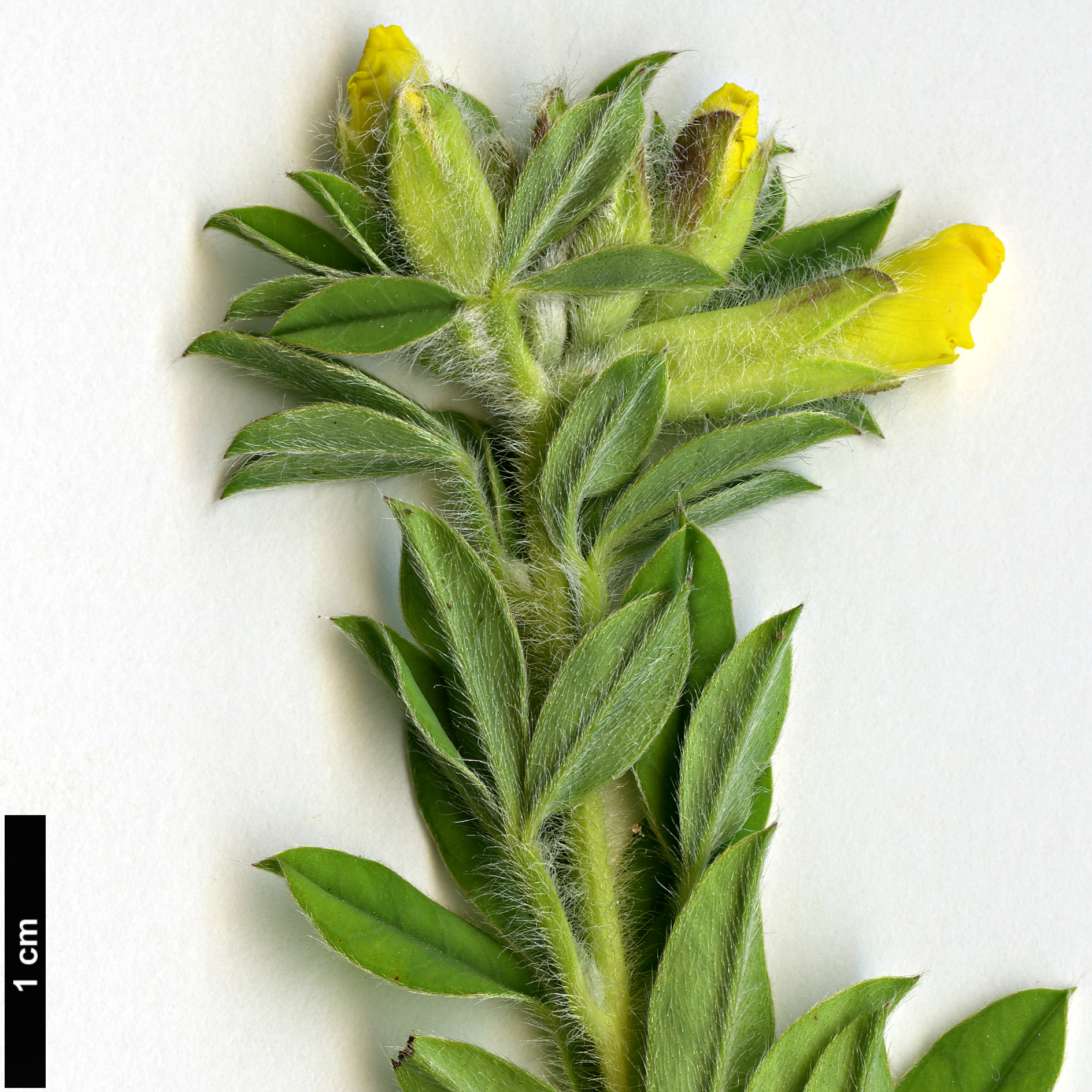 High resolution image: Family: Fabaceae - Genus: Cytisus - Taxon: austriacus