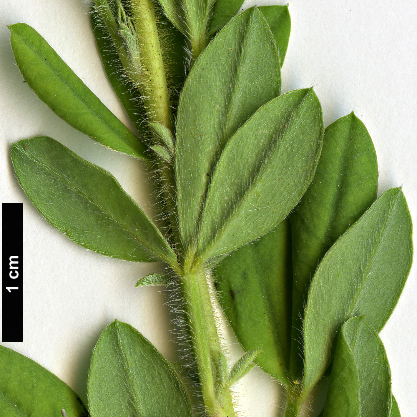 High resolution image: Family: Fabaceae - Genus: Cytisus - Taxon: austriacus