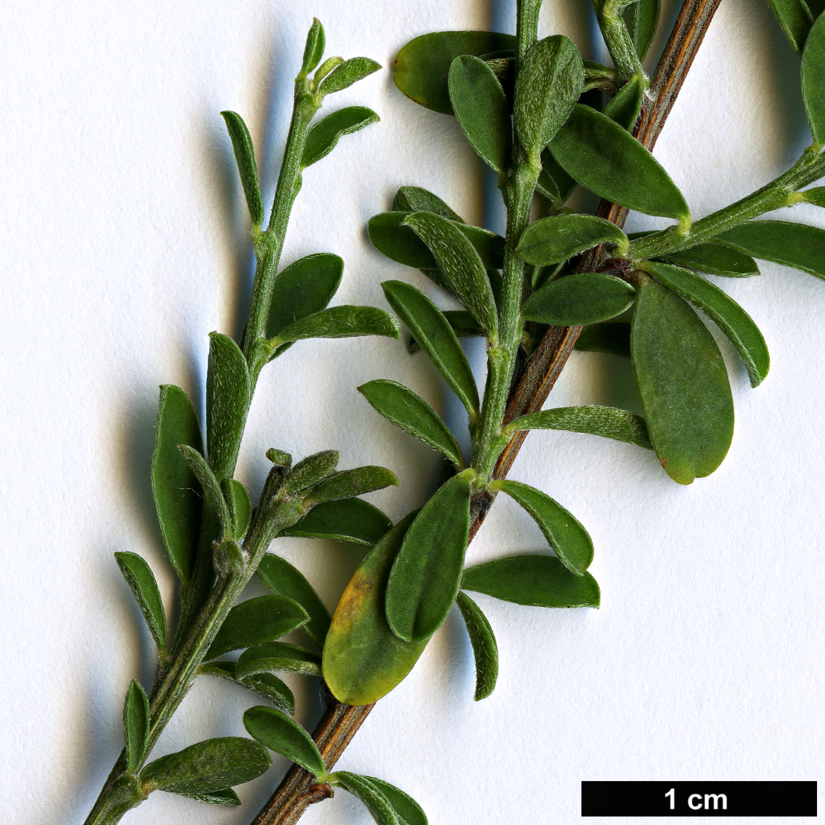 High resolution image: Family: Fabaceae - Genus: Cytisus - Taxon: decumbens