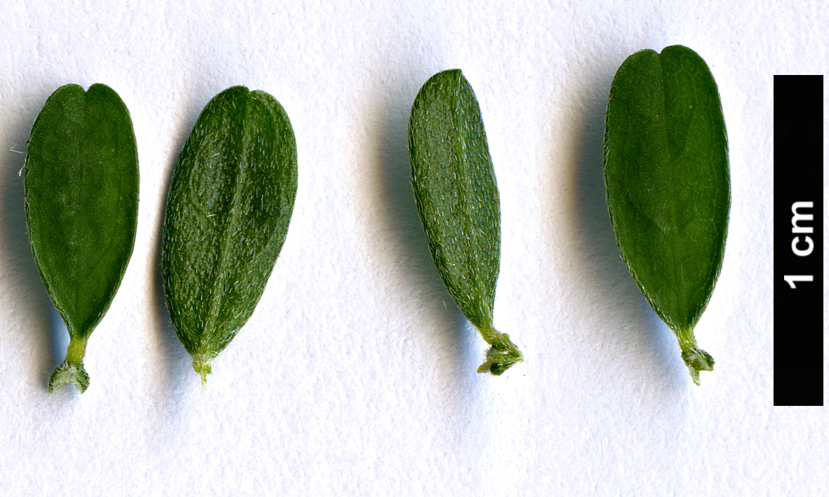 High resolution image: Family: Fabaceae - Genus: Cytisus - Taxon: decumbens