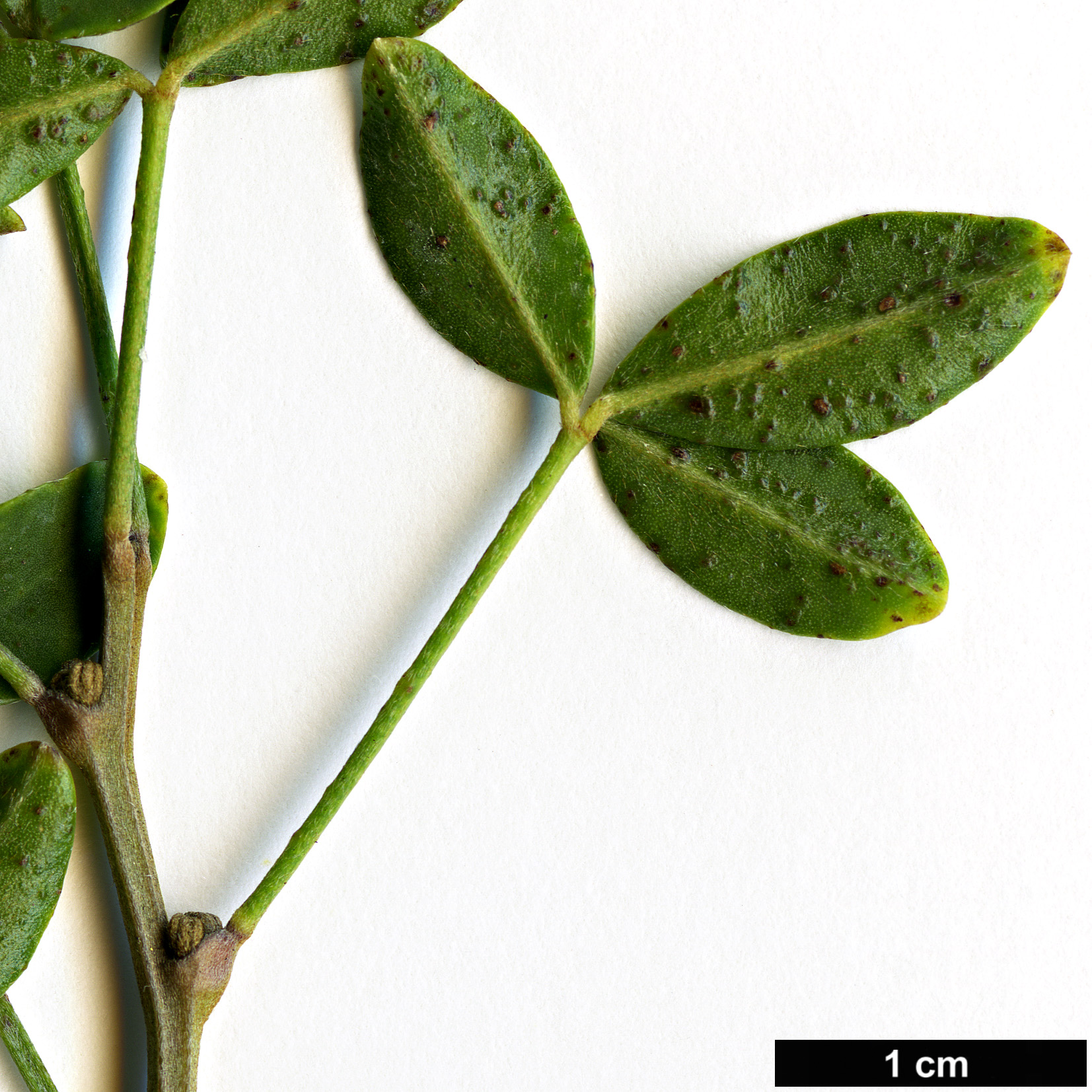 High resolution image: Family: Fabaceae - Genus: Cytisus - Taxon: emeriflorus