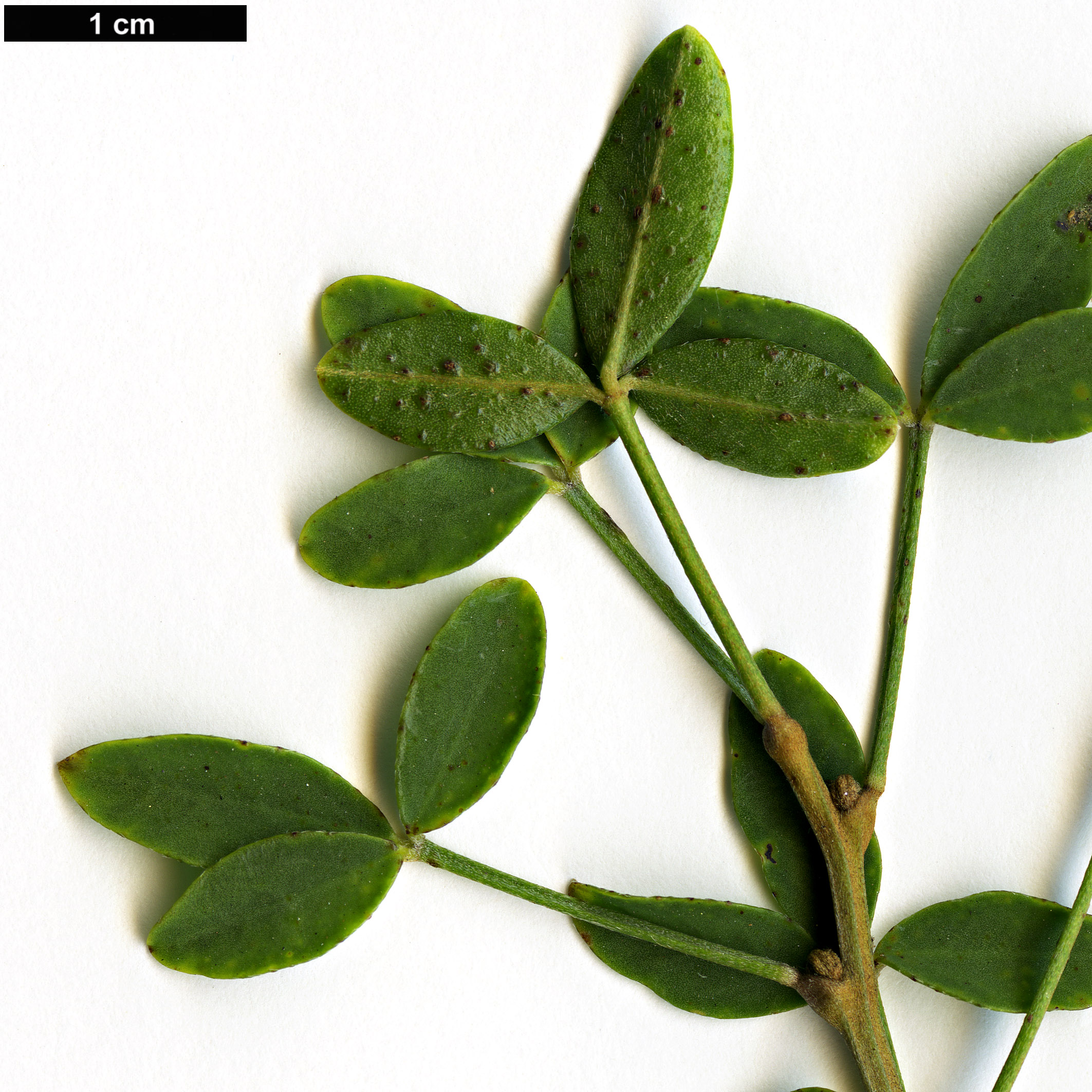 High resolution image: Family: Fabaceae - Genus: Cytisus - Taxon: emeriflorus