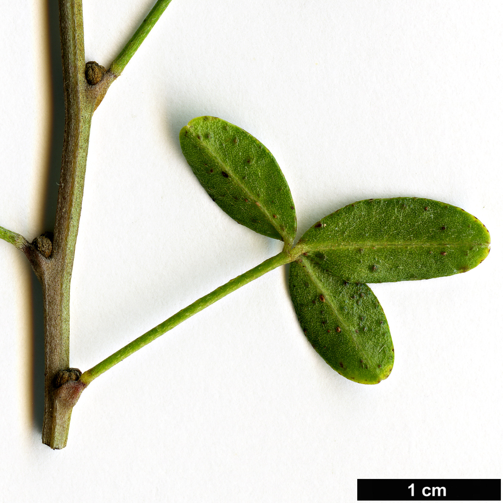 High resolution image: Family: Fabaceae - Genus: Cytisus - Taxon: emeriflorus